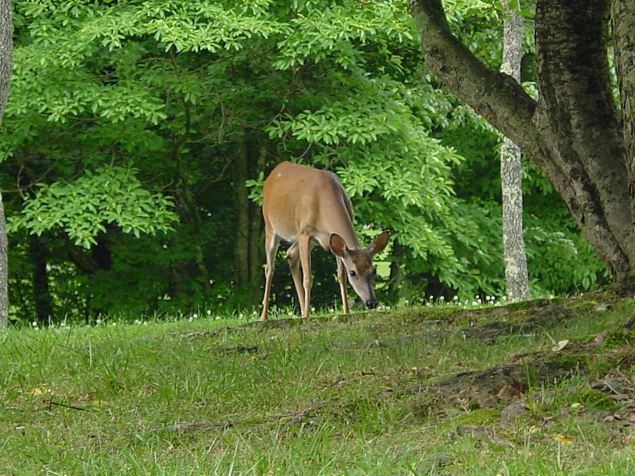 Wikimedia Commons