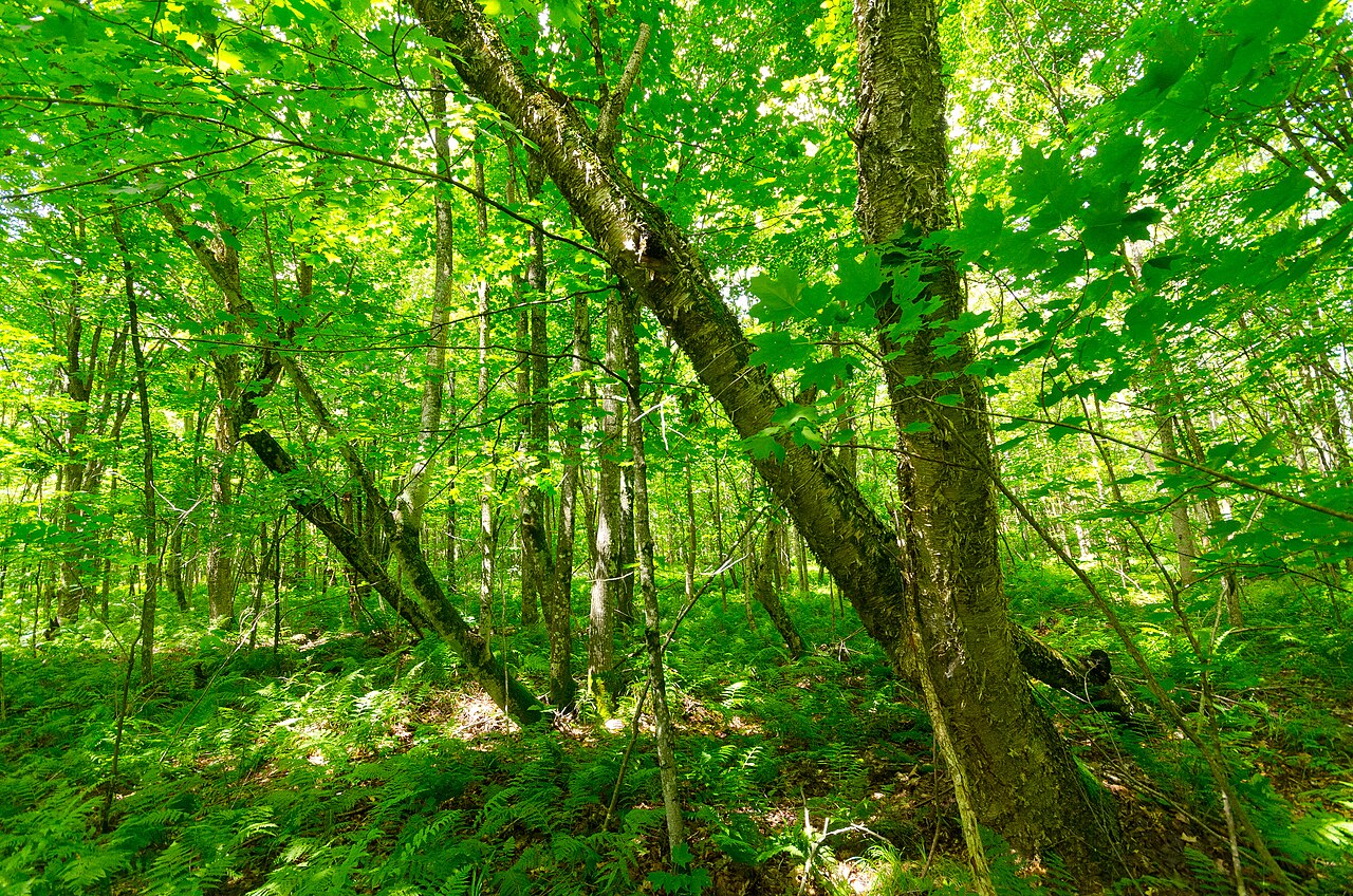 Flambeau River State Forest