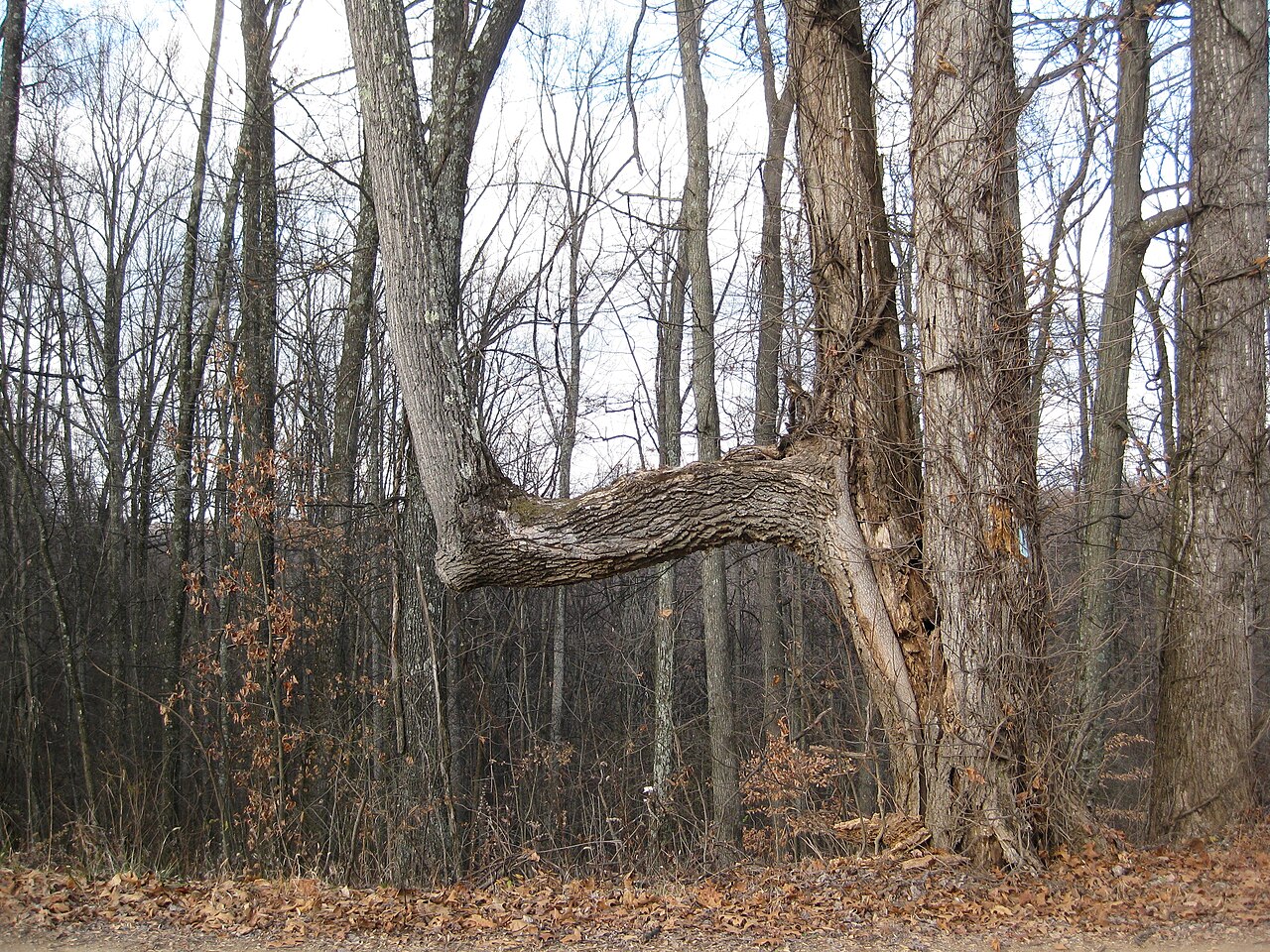 Tar Hollow Campground