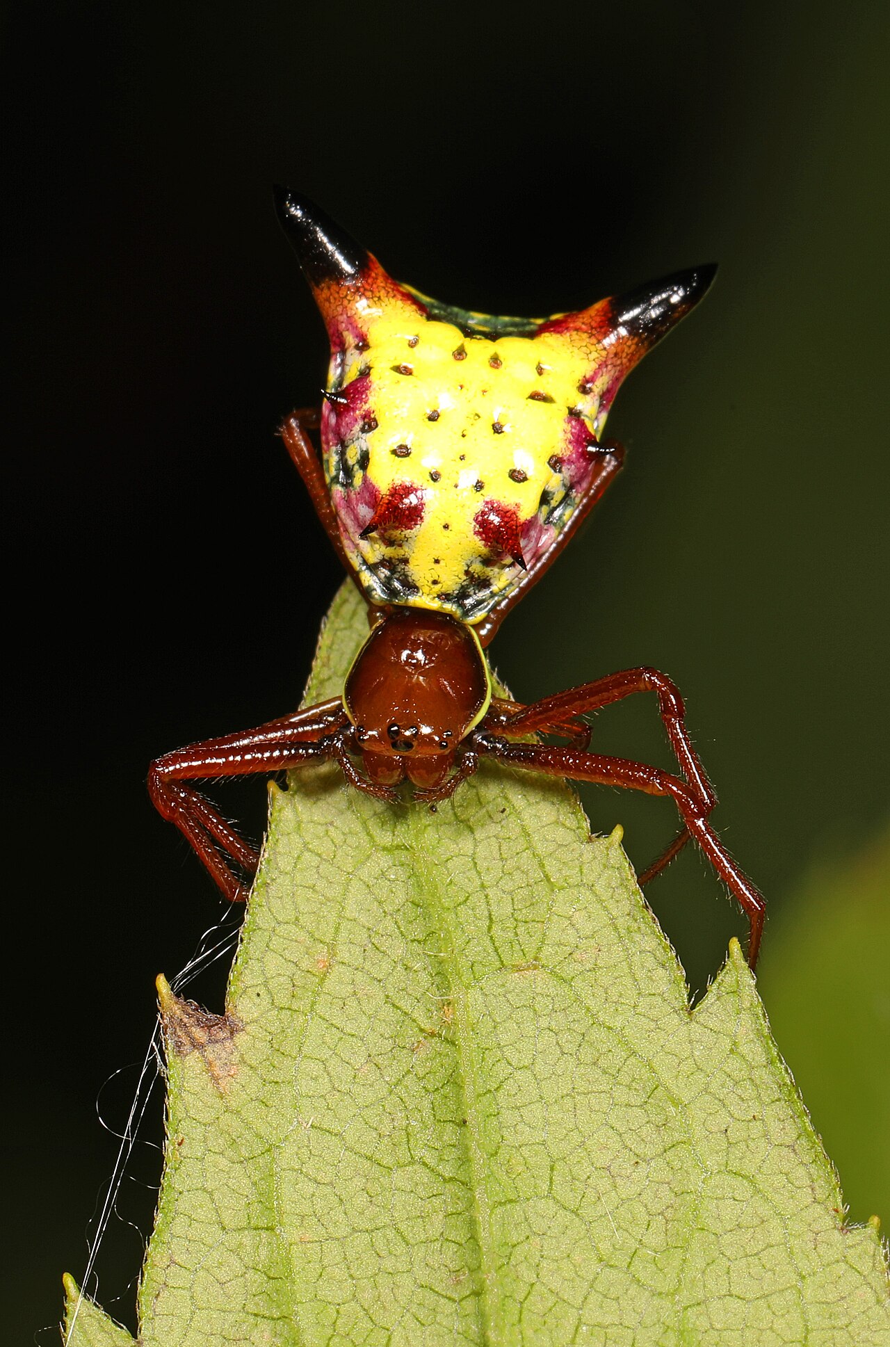 Wikimedia Commons
