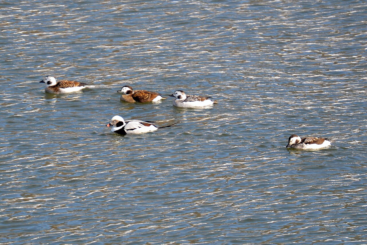 Deer Creek Group /Equestrian Campground