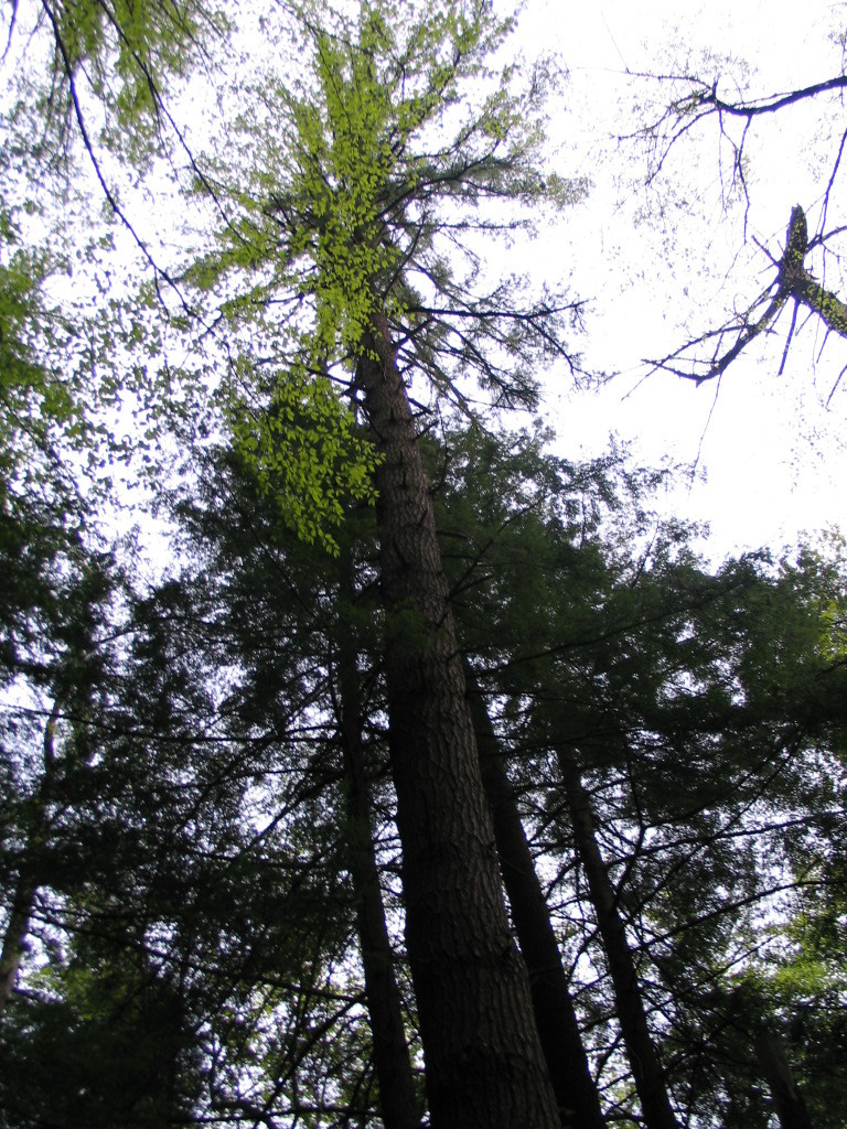 Cook Forest State Park