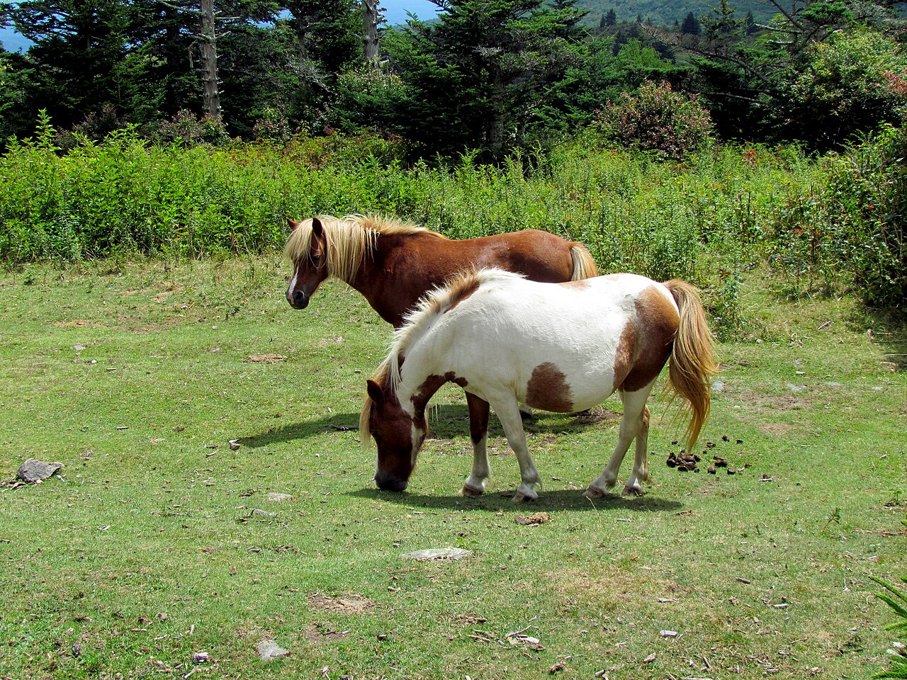 Chestnut Hollow Horse Campground