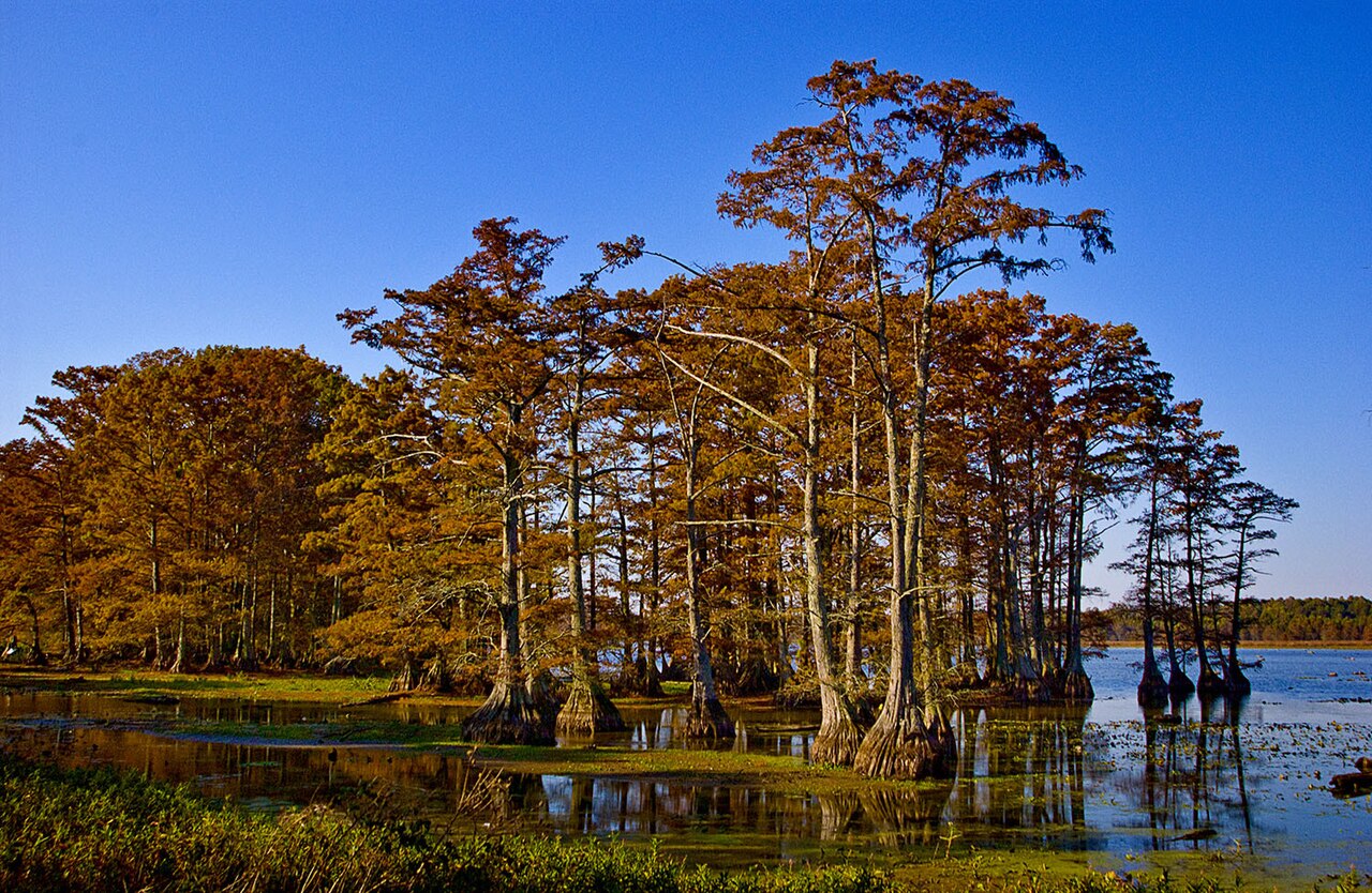 Reelfoot Lake State Park