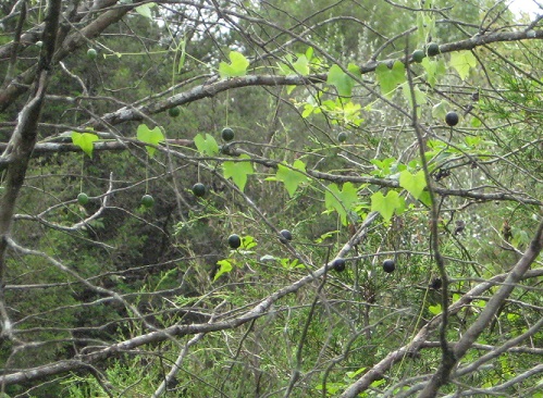 Green River Lake State Park