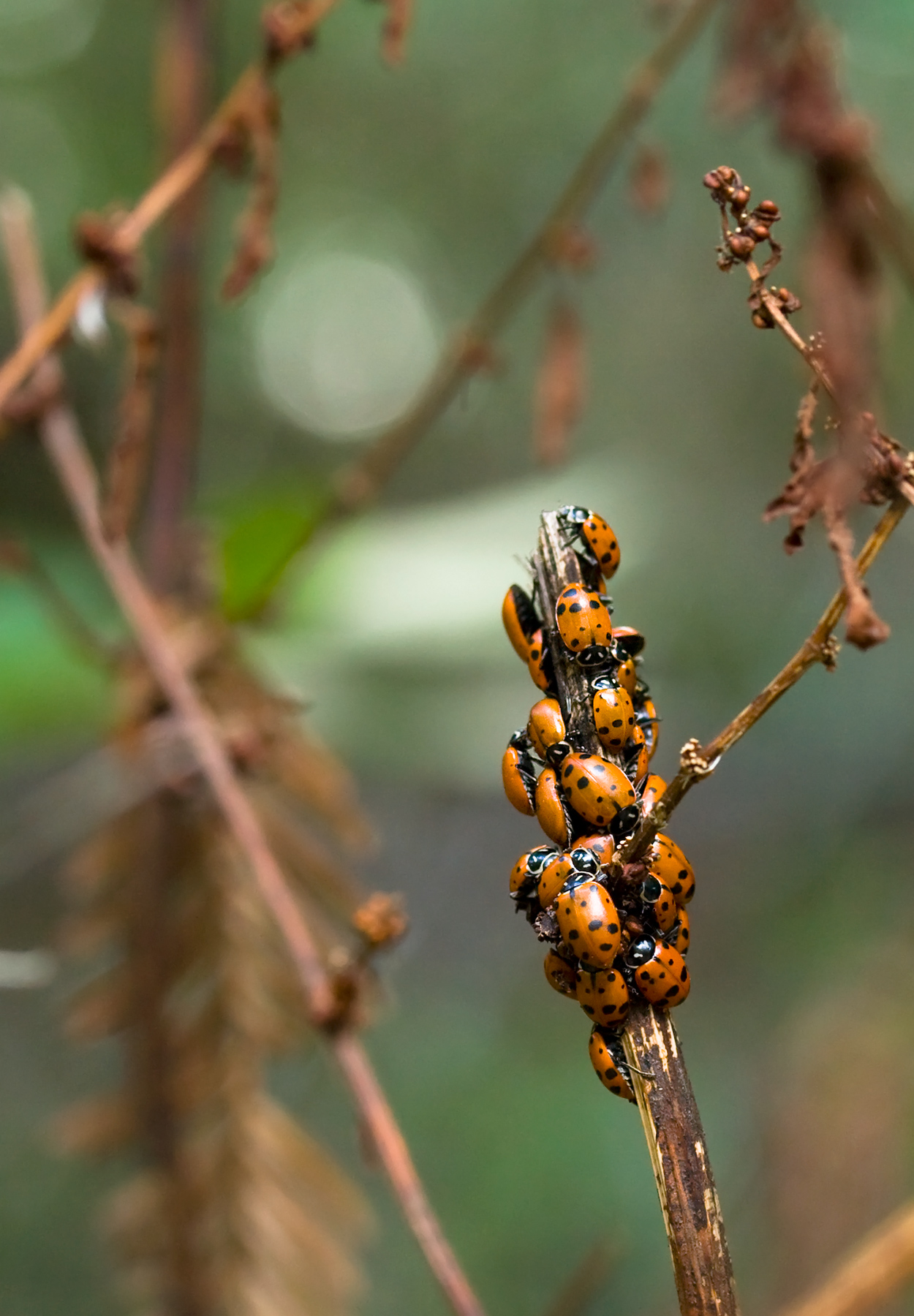Reinhardt Redwood Regional Park