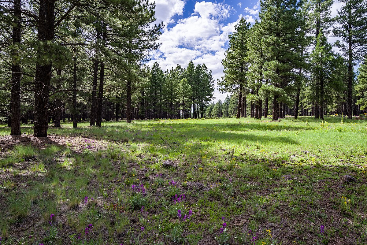Wing Mountain Dispersed Camping