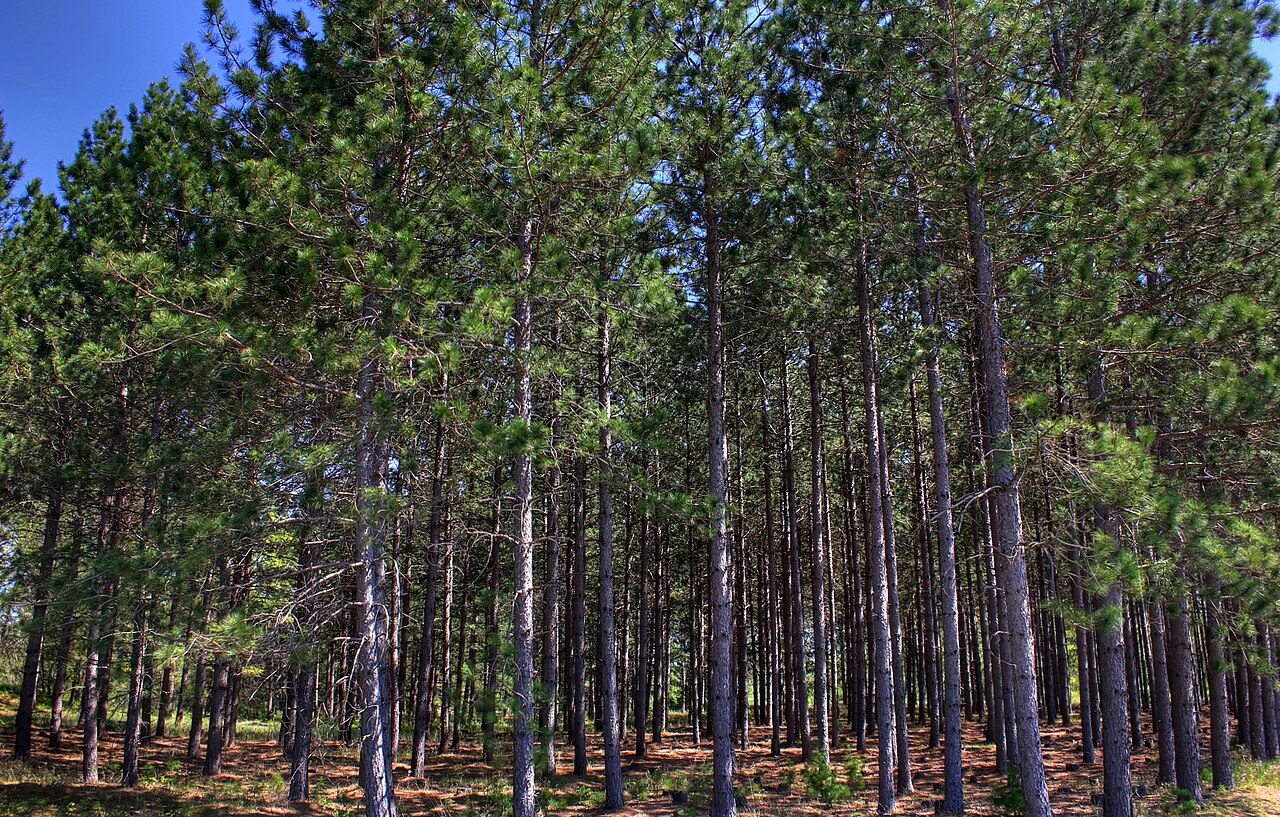 Wikimedia Commons