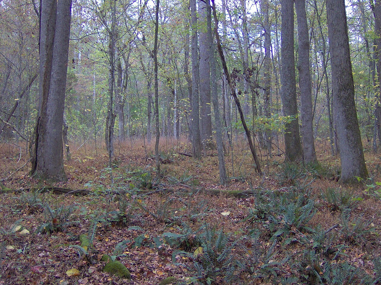Wikimedia Commons