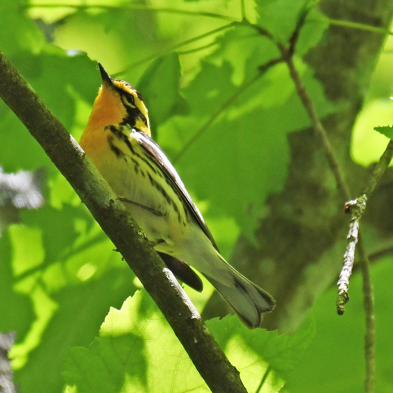 New Germany State Park