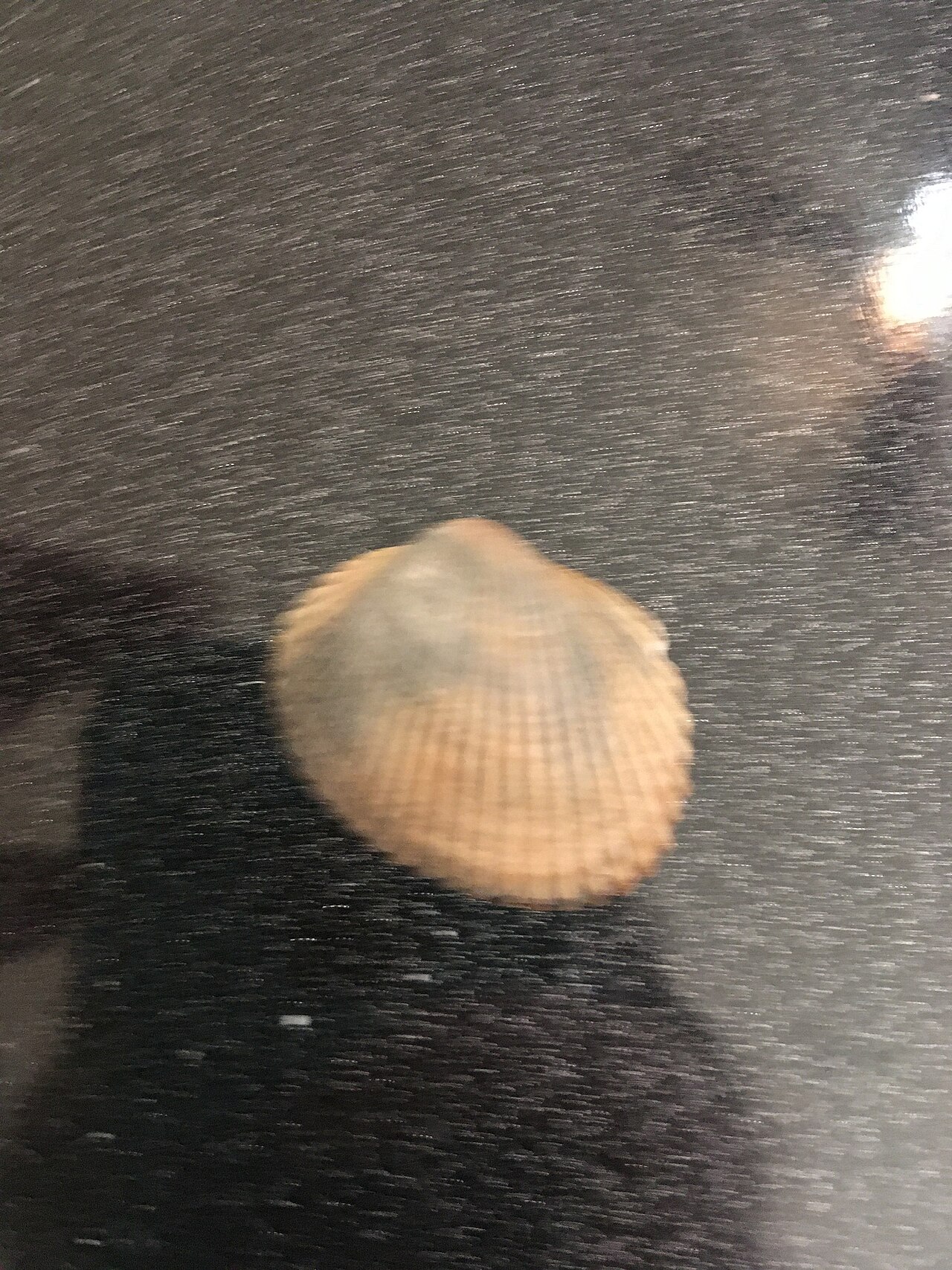 Edisto Beach State Park