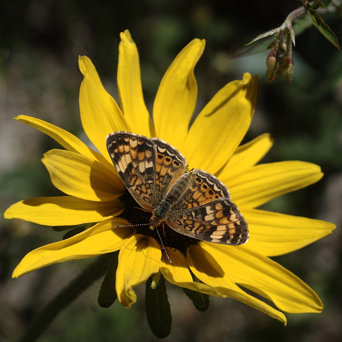 Panchuela Campground