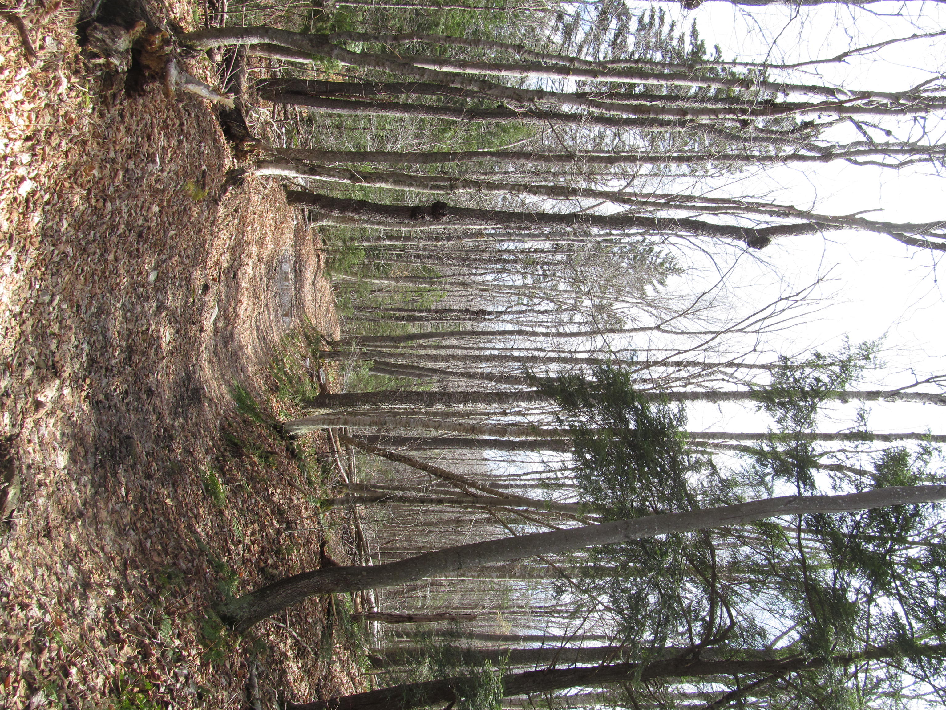 Savoy Mountain State Forest