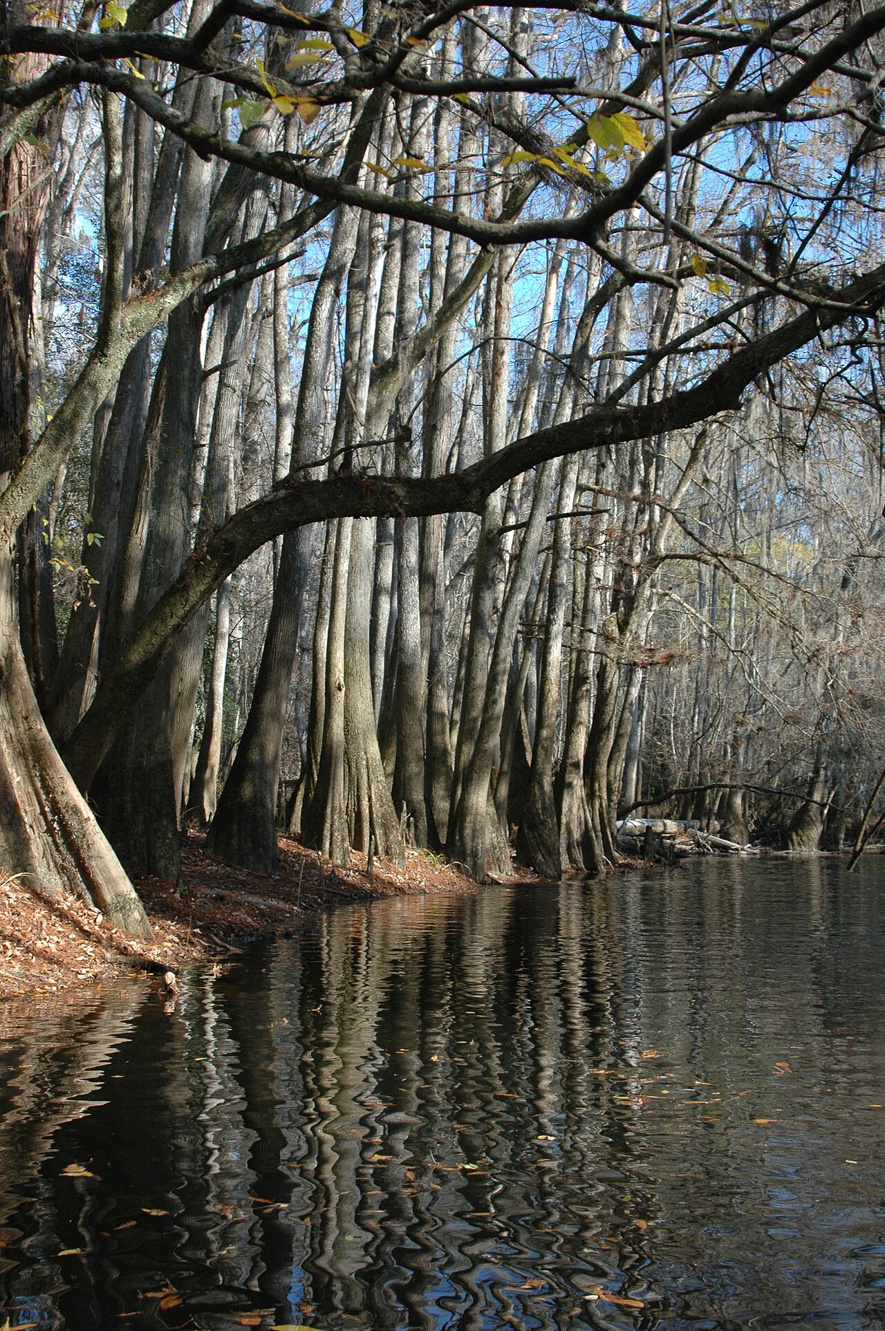 Wikimedia Commons
