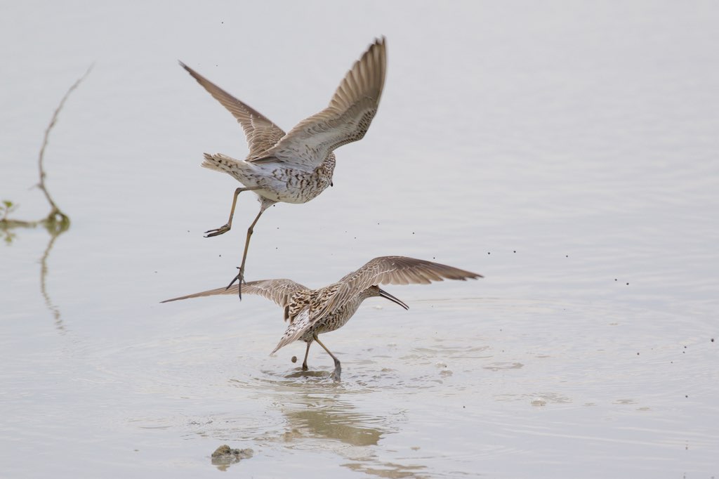 Estero Llano Grande State Park