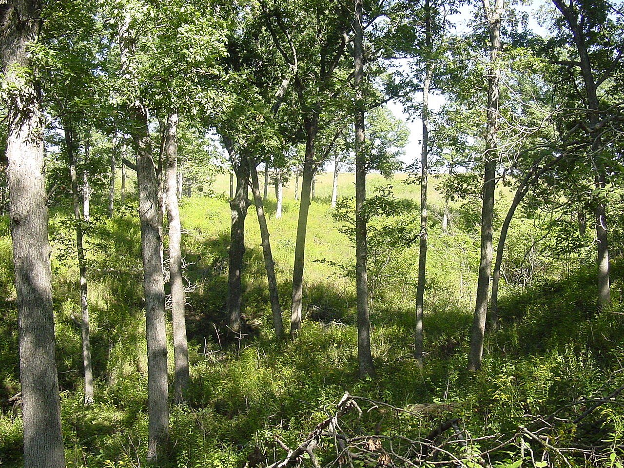 Wikimedia Commons