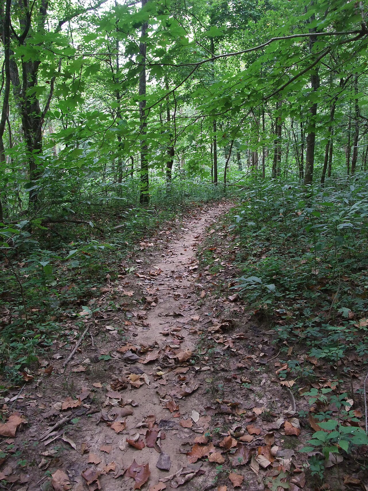 Campground (Sites 64-110)