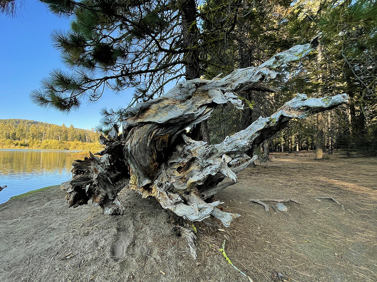 Wikimedia Commons