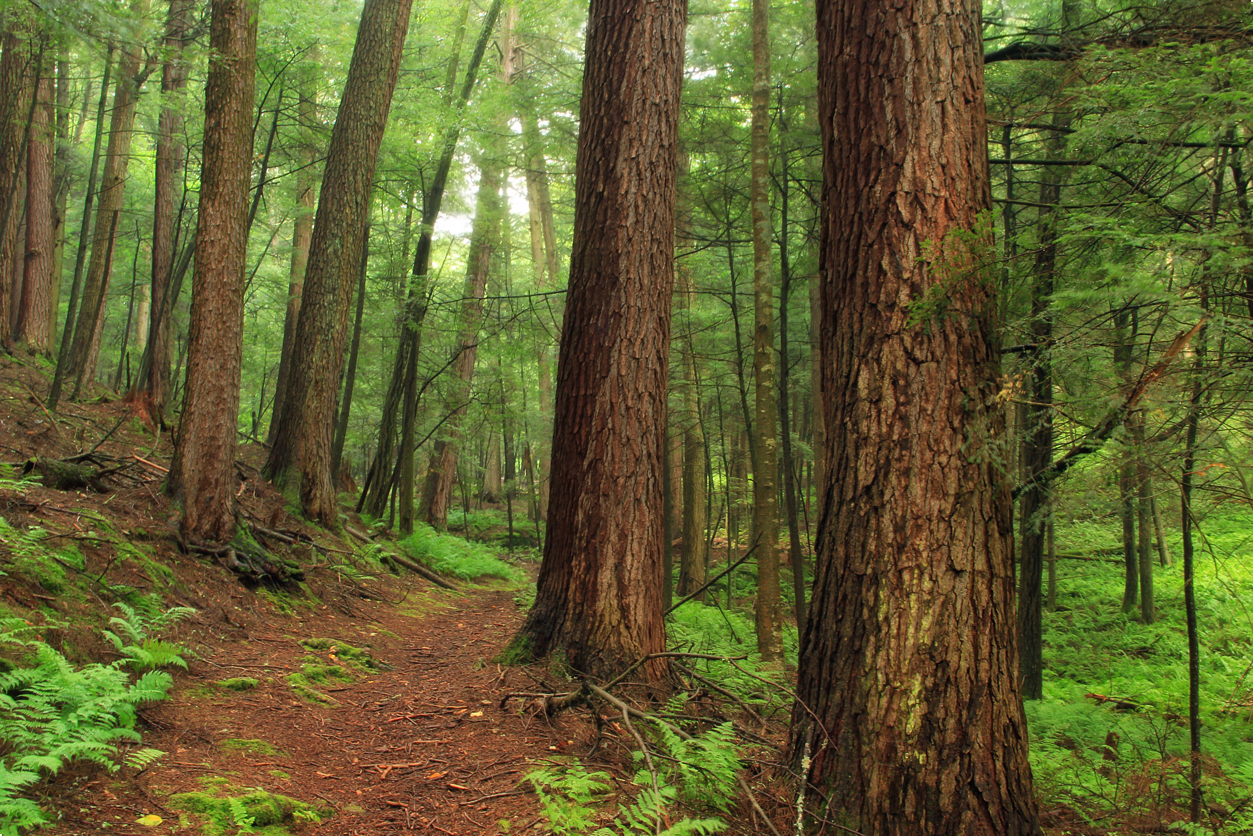 Susquehannock State Forest