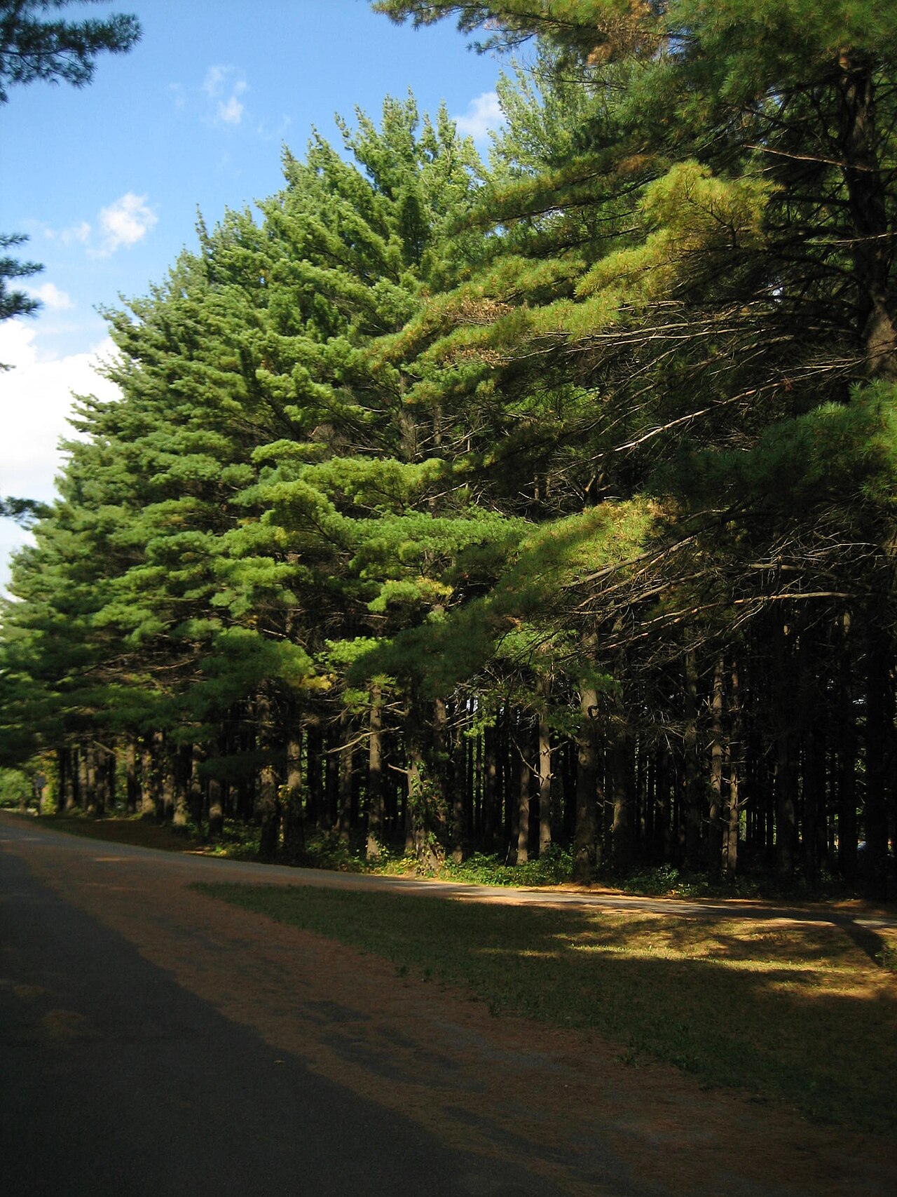 White Pines Forest Campground
