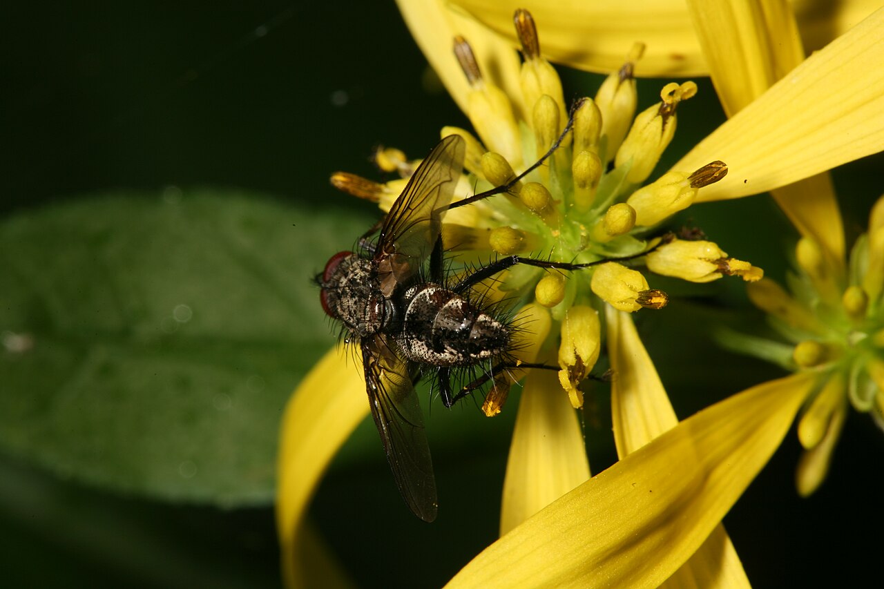 Wikimedia Commons