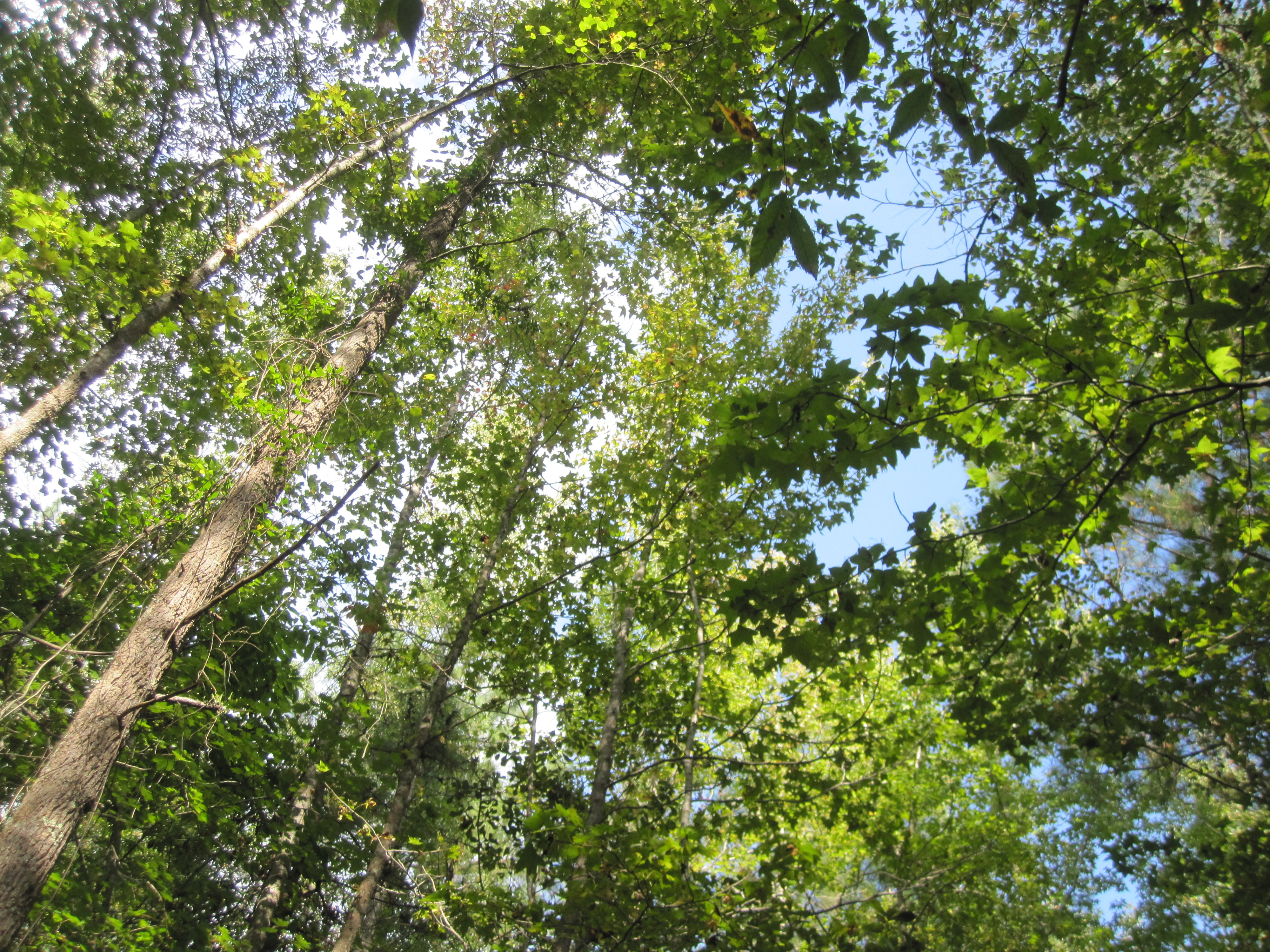 Medoc Mountain State Park