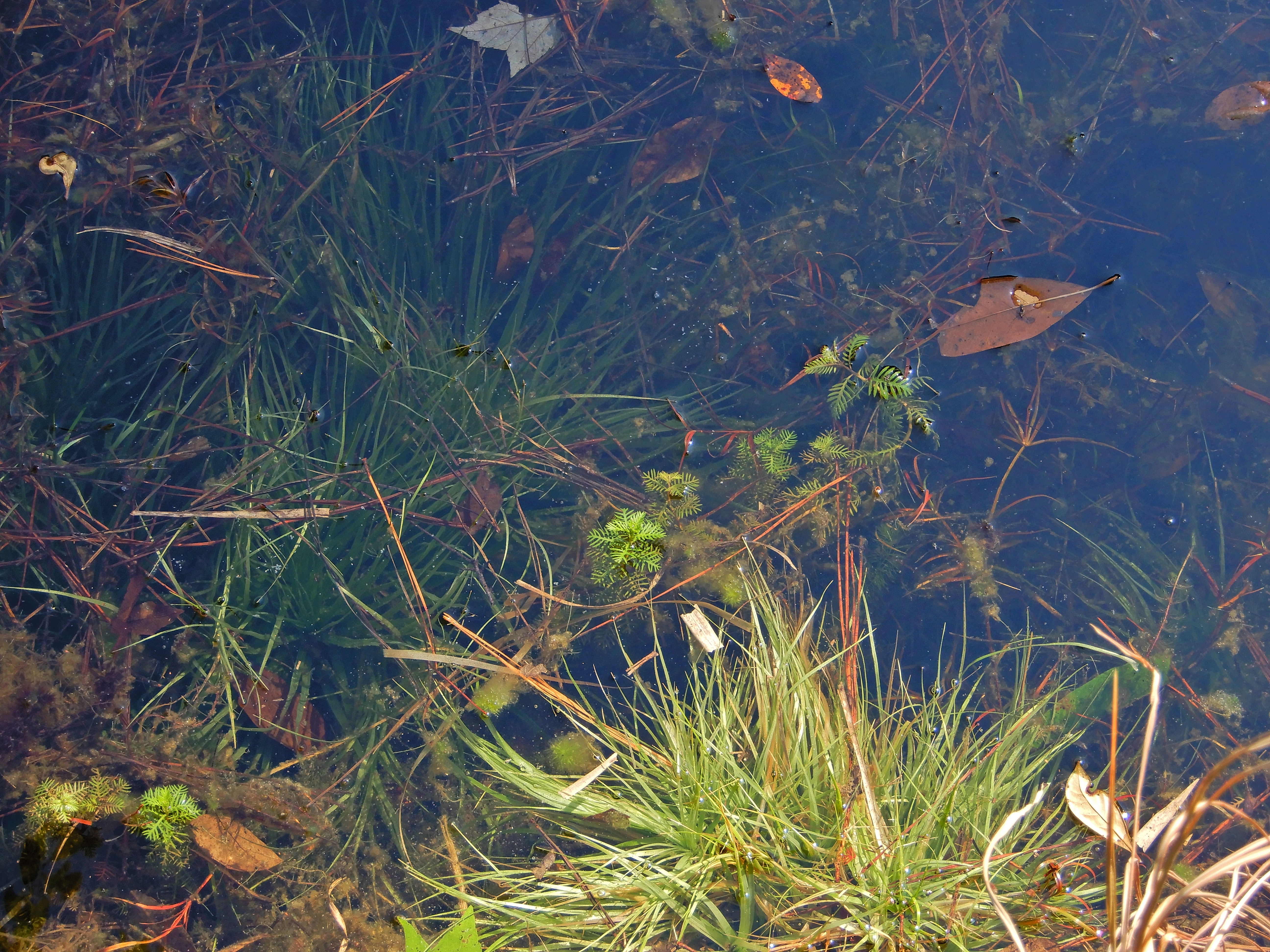 Lumber River State Park