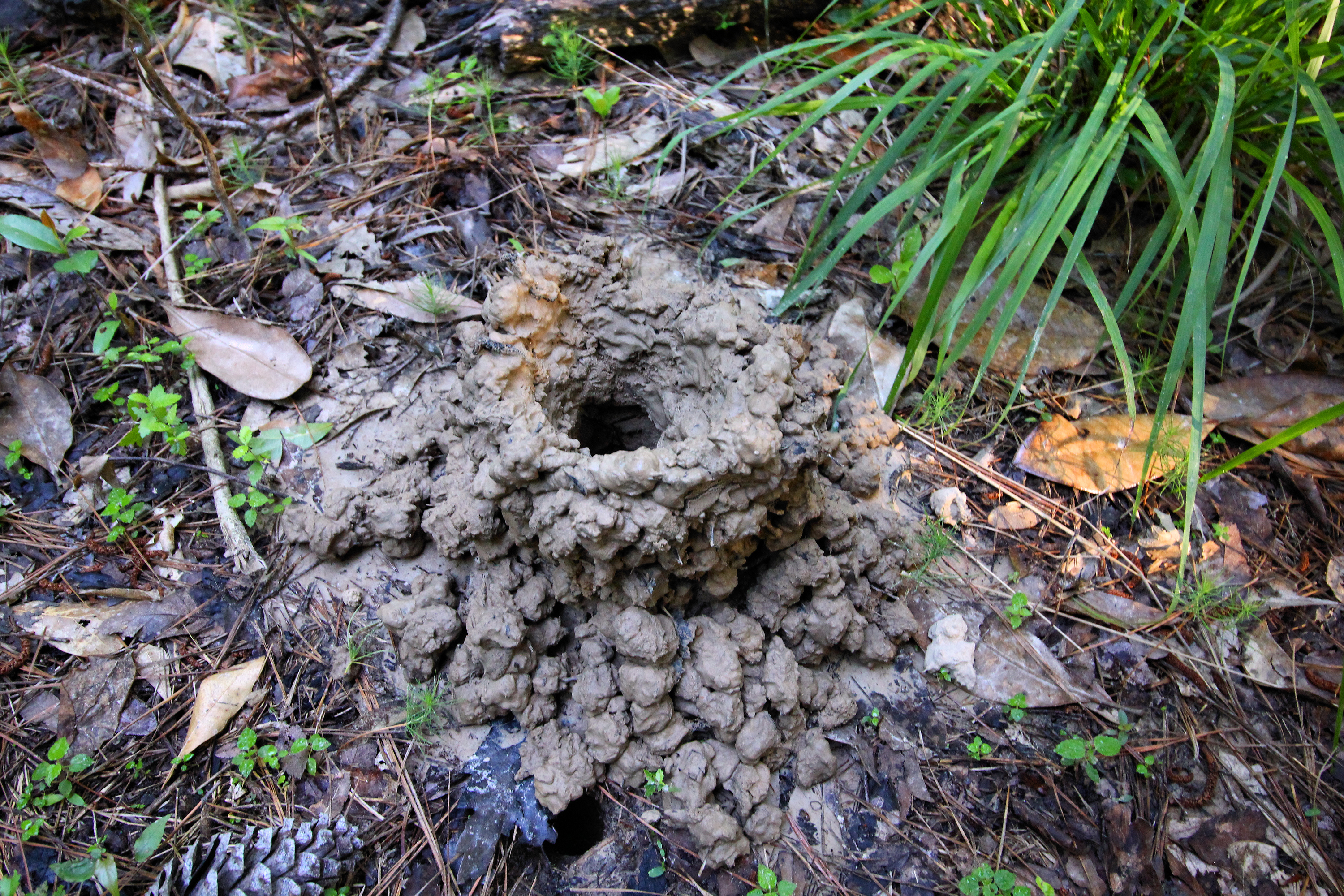 Martin Dies Jr. State Park