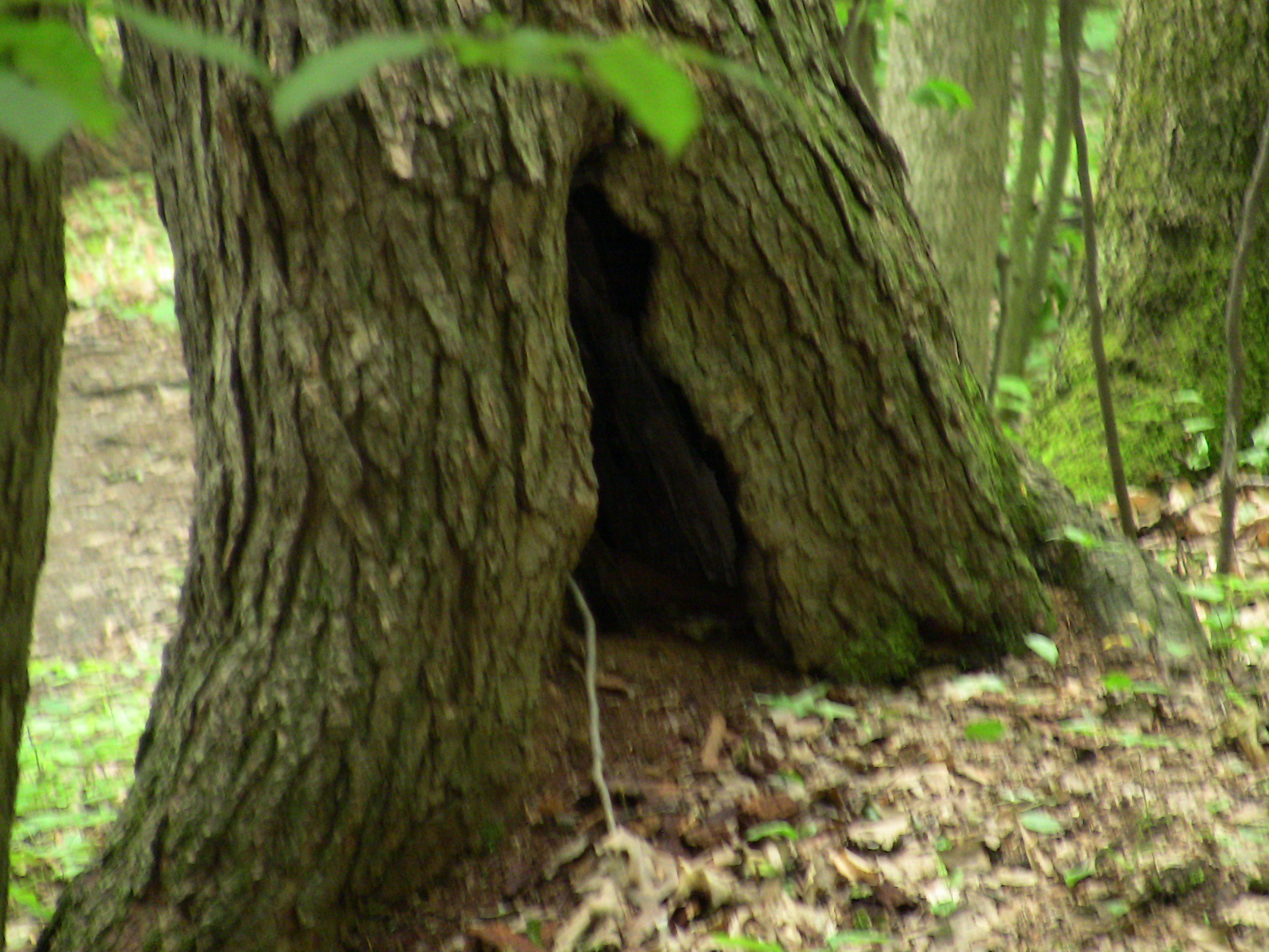 Leonard Harrison State Park