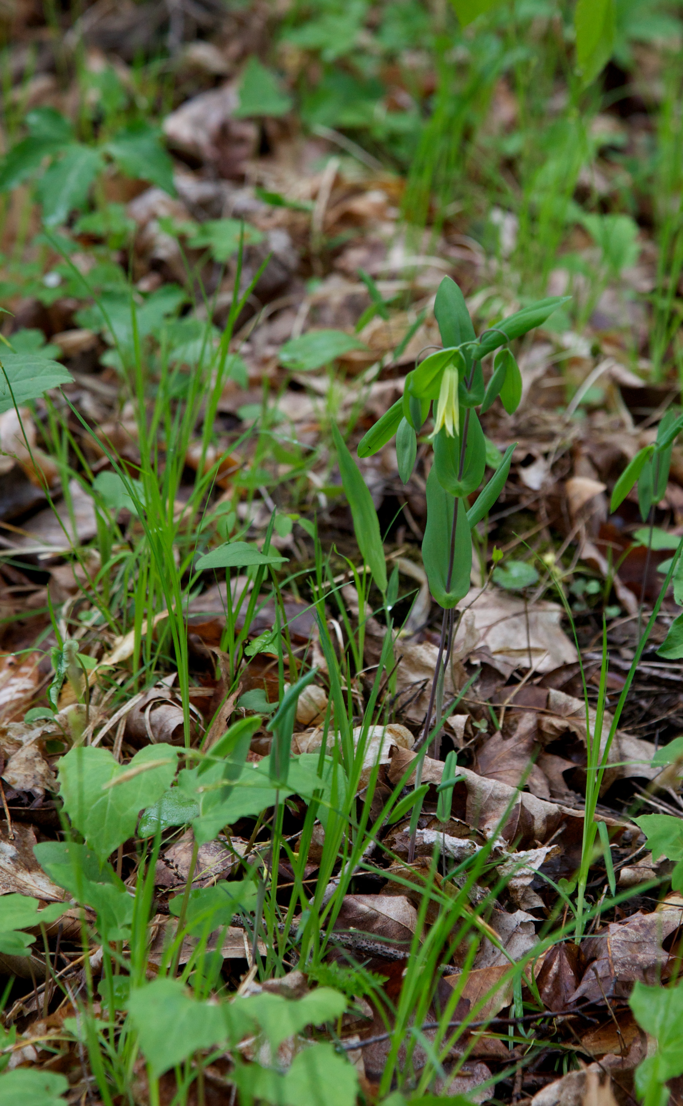Canoe Creek State Park