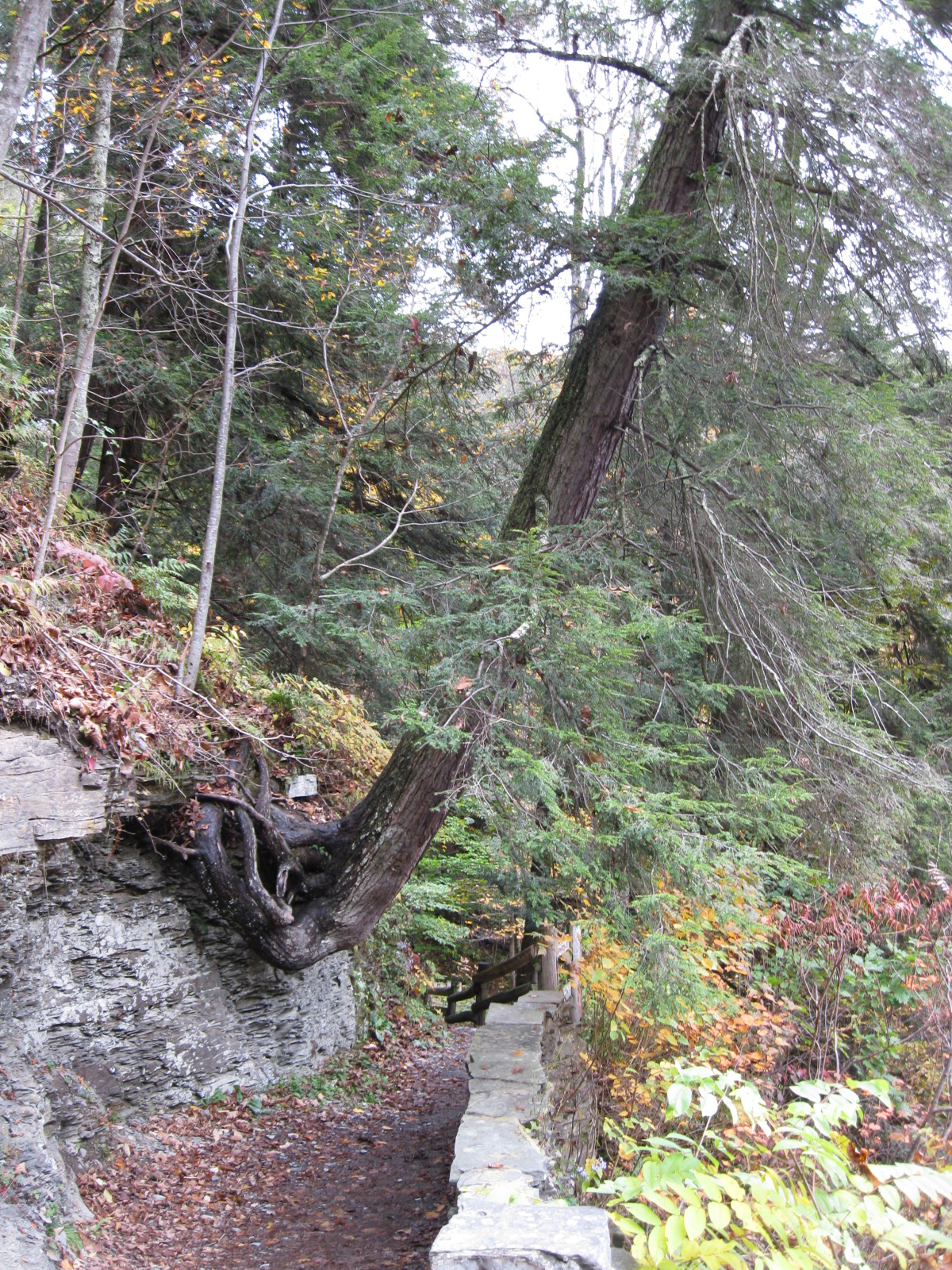 Robert H Treman State Park
