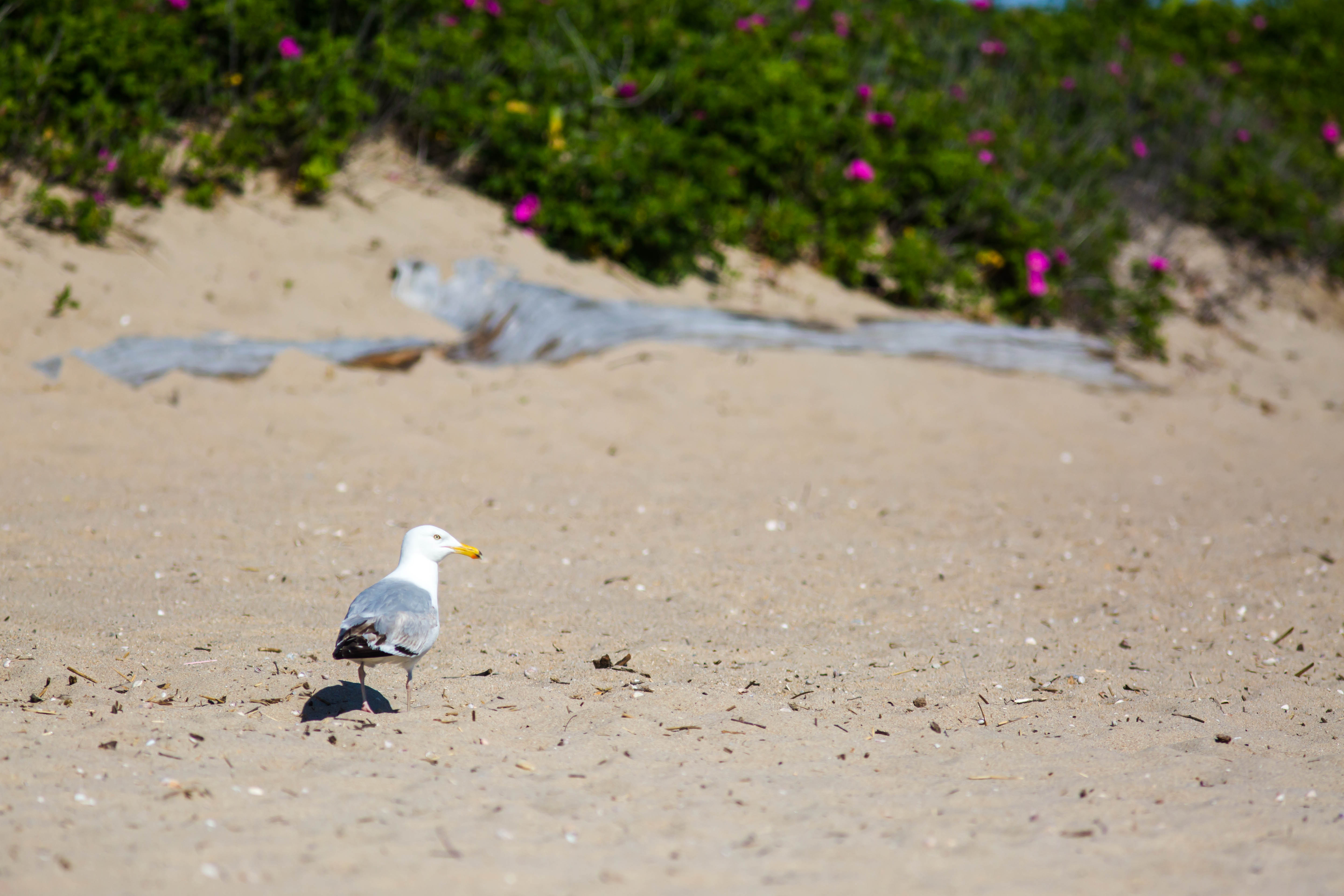 Hammonasset Beach State Park