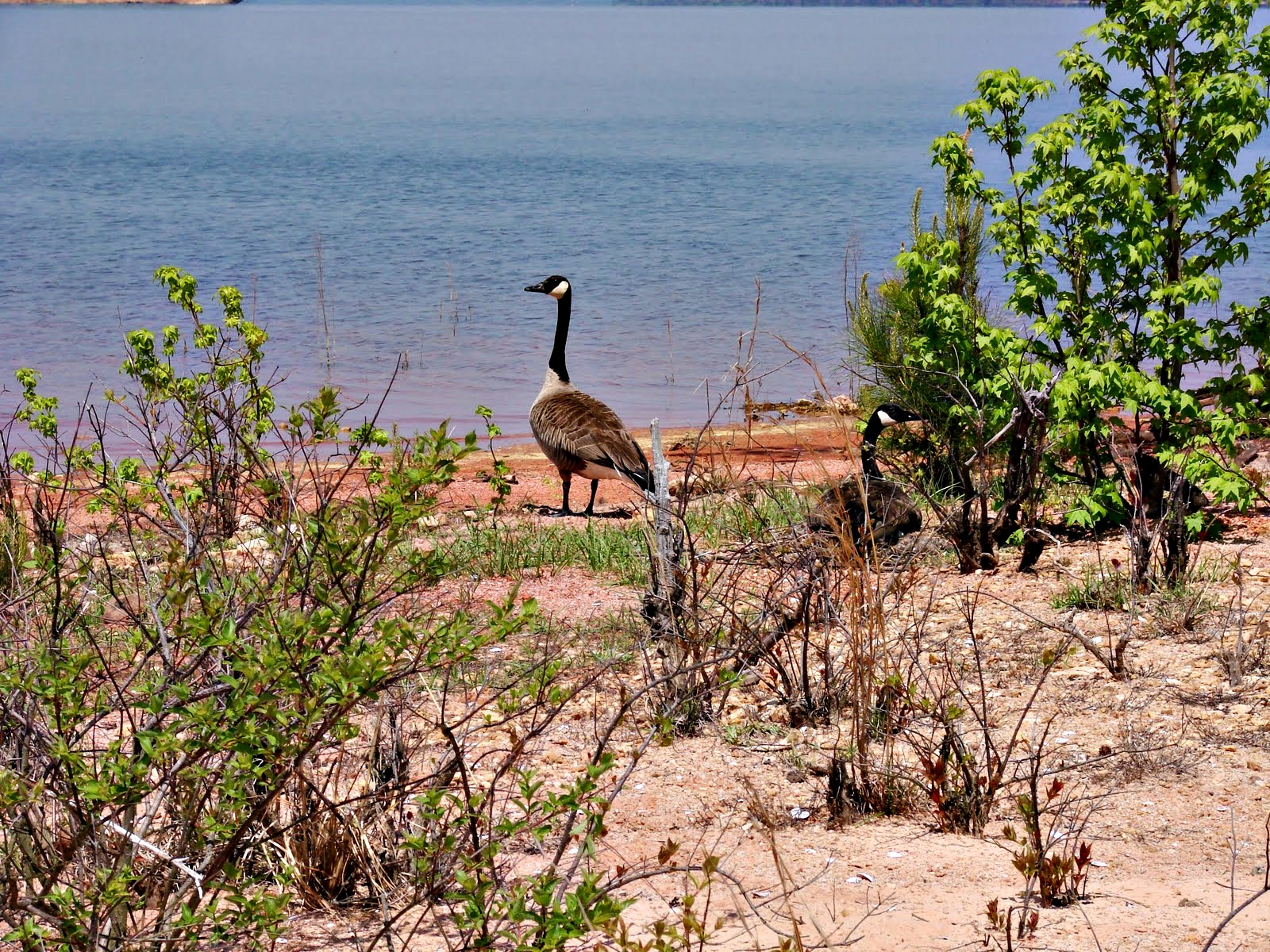 Elijah Clark State Park