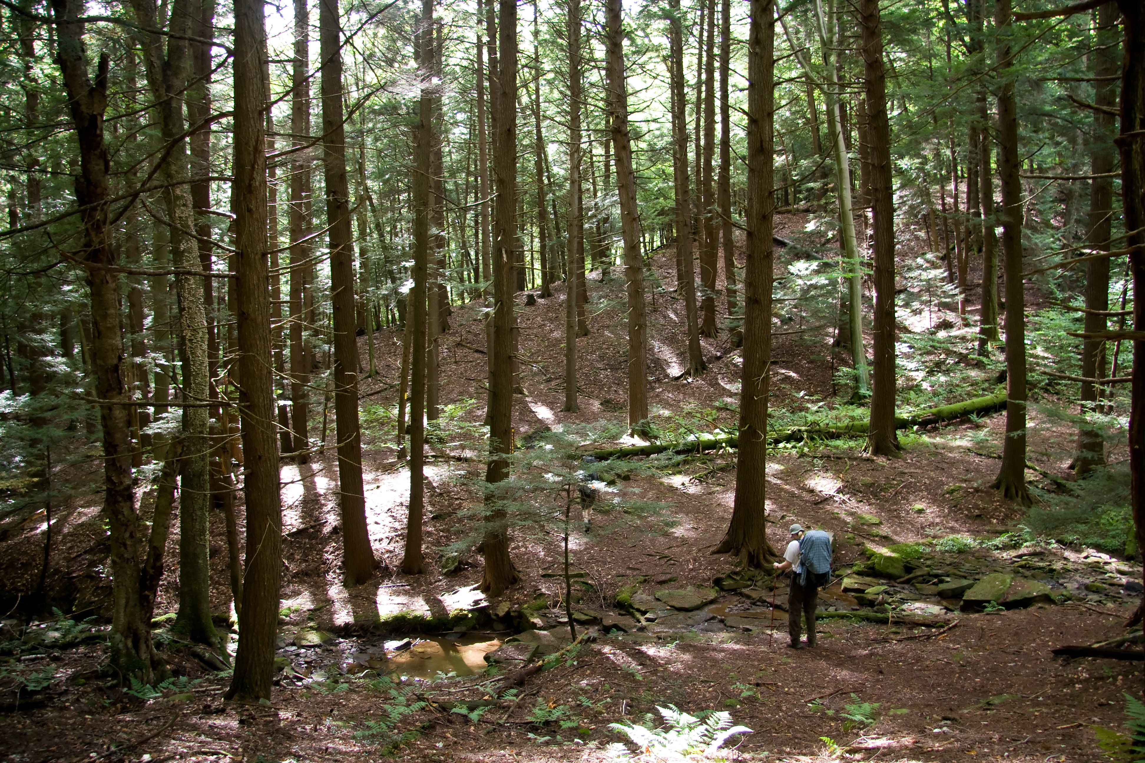Wikimedia Commons