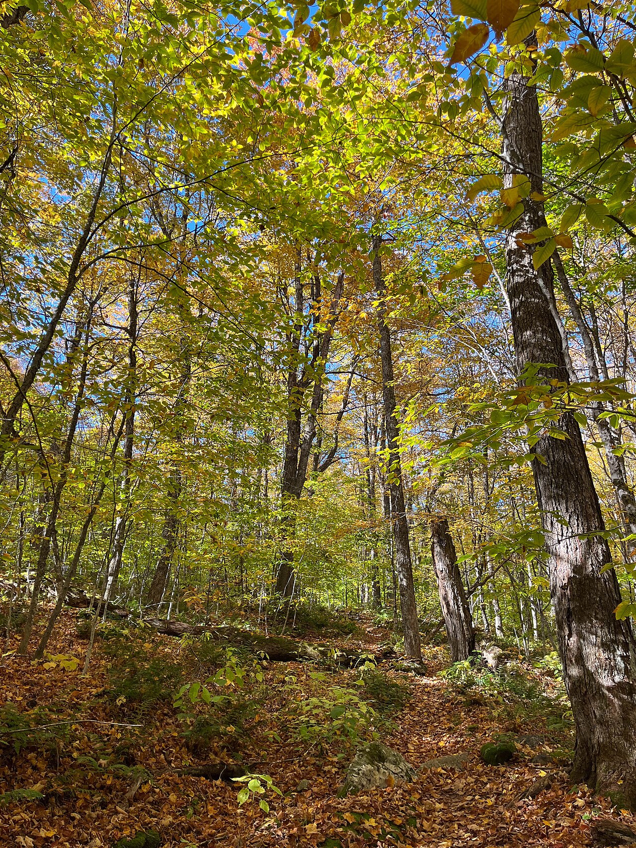 Gifford Woods State Park