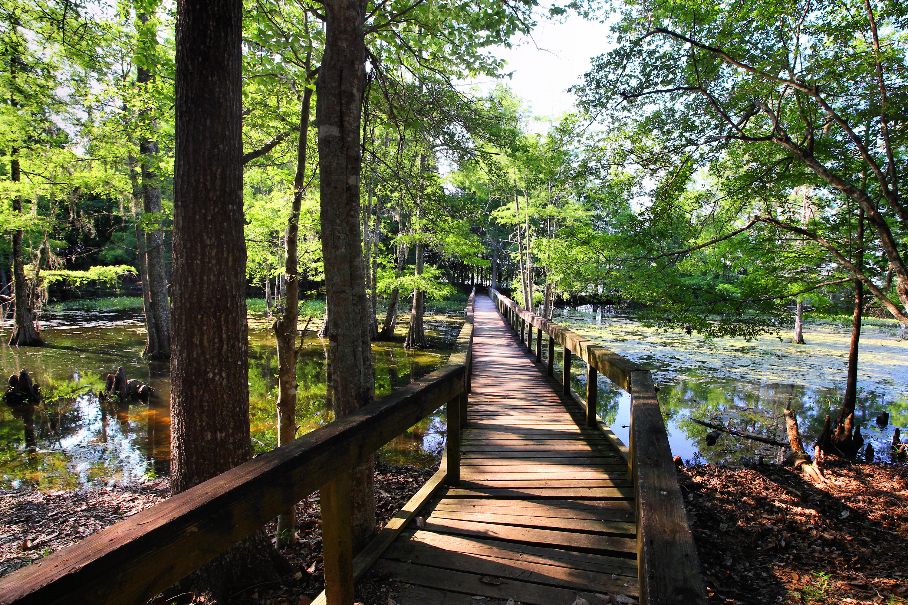 Martin Dies Jr. State Park