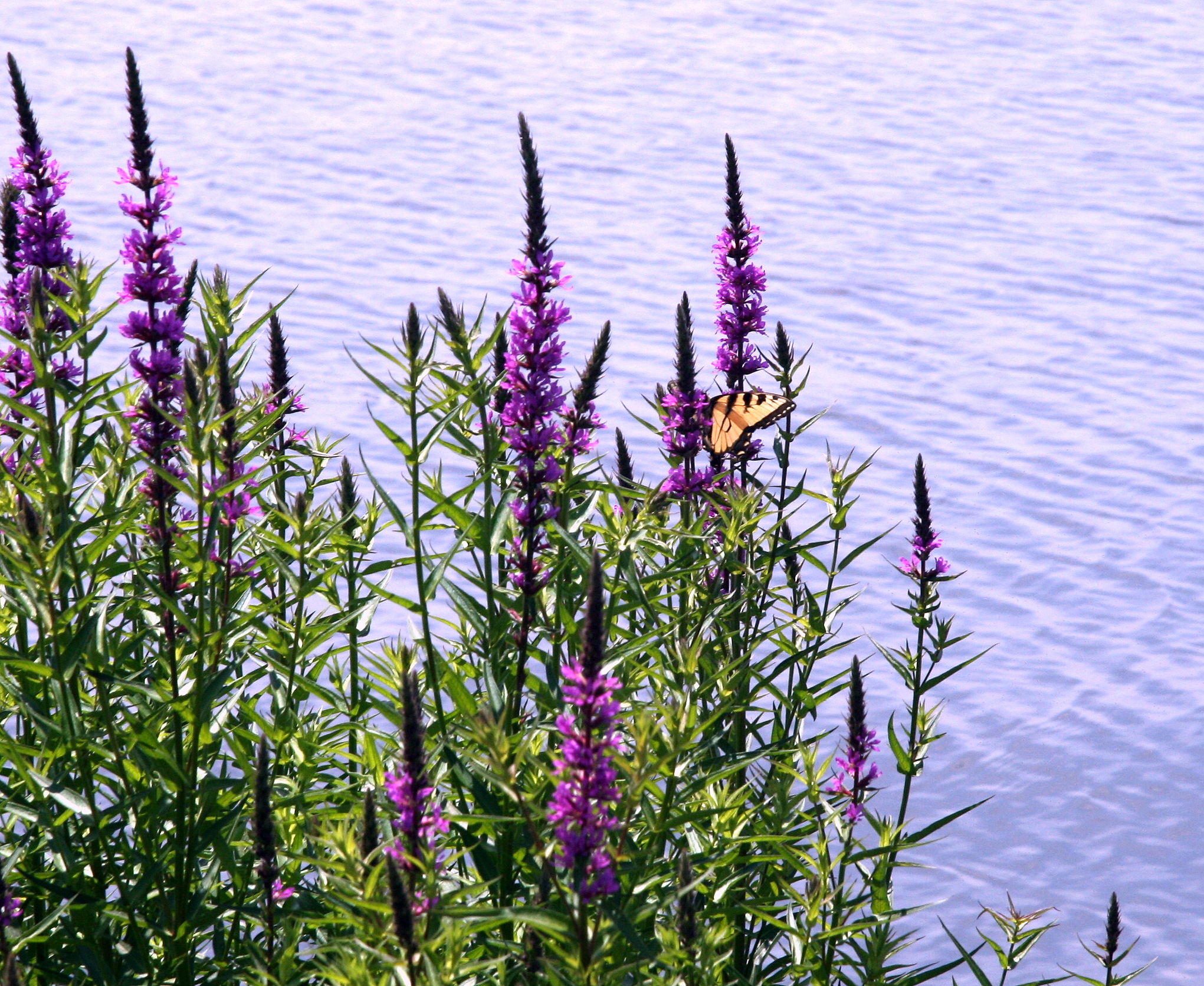 Nockamixon State Park