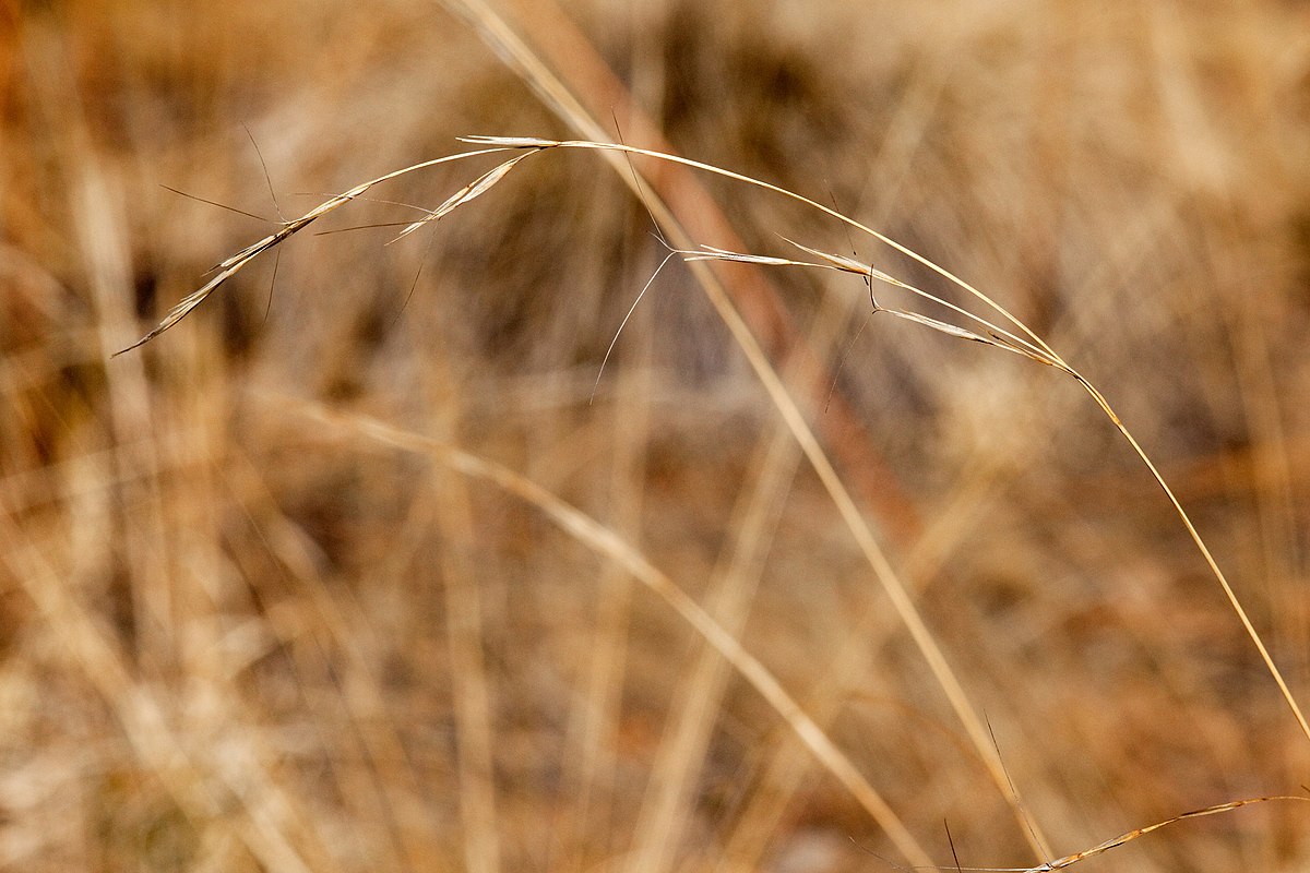 Wikimedia Commons