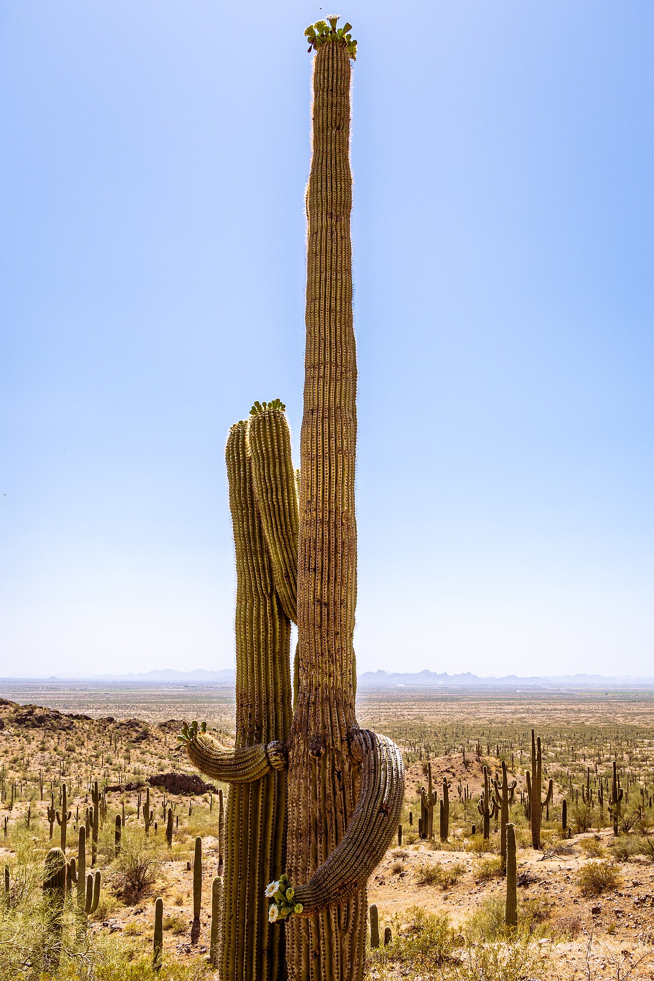 Wikimedia Commons