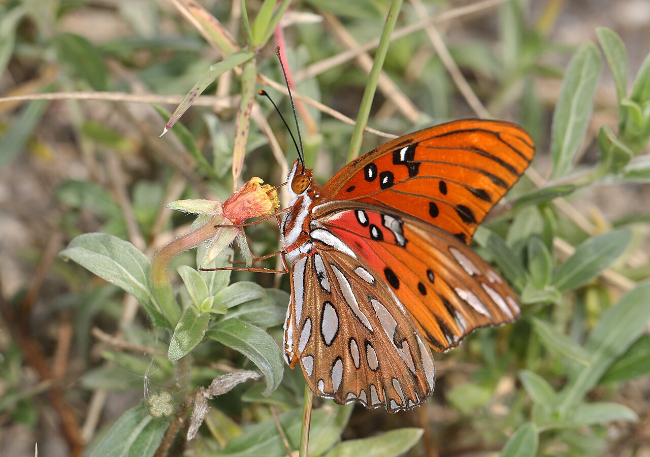Edisto Beach State Park