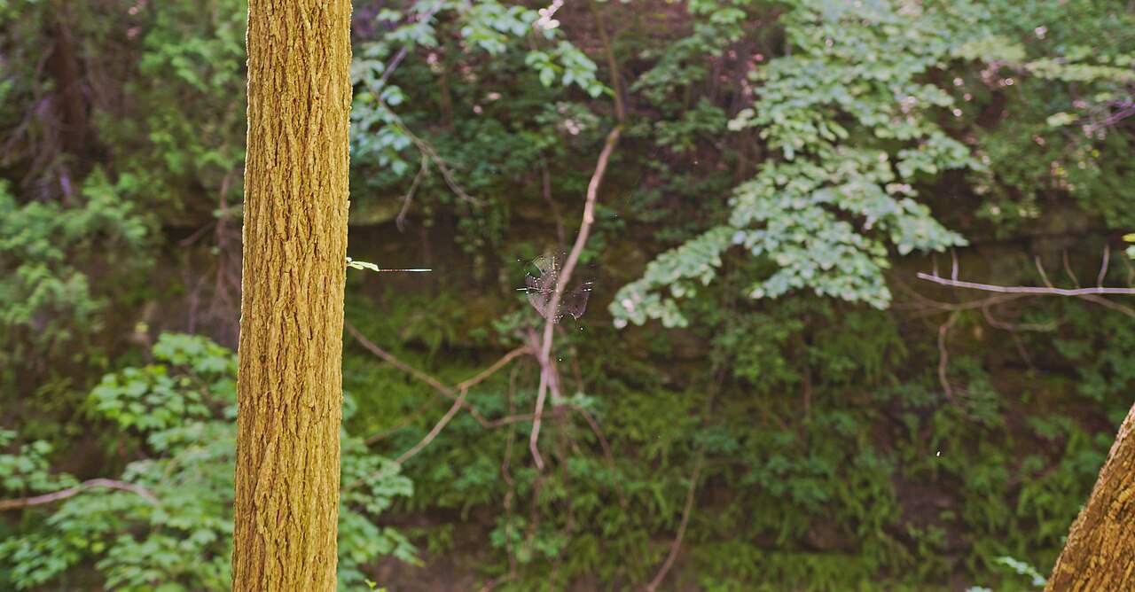 John Bryan Group Campground