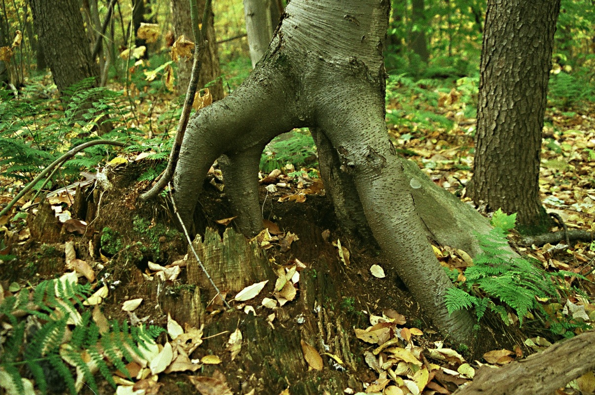 Wikimedia Commons