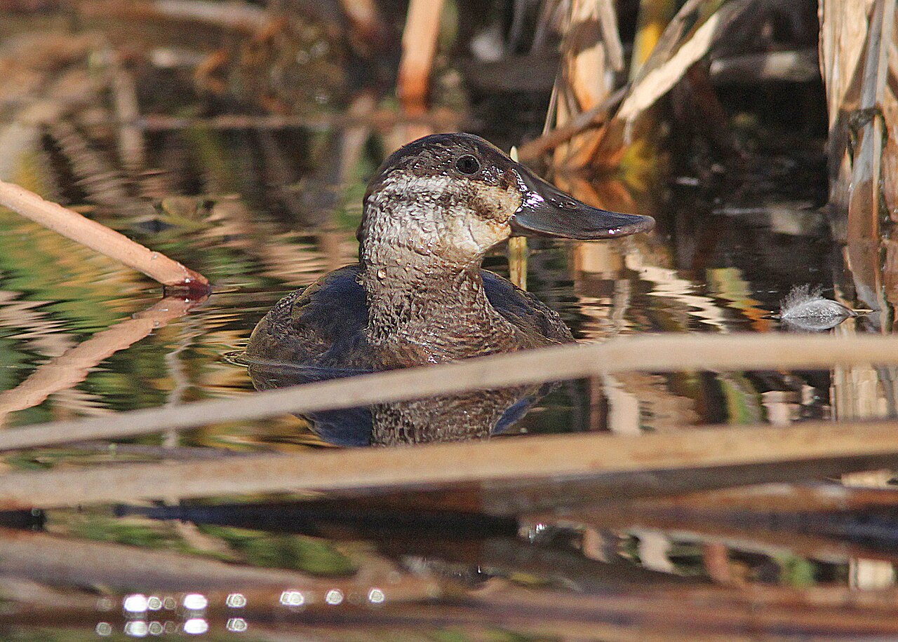 Ruddy Duck Campground
