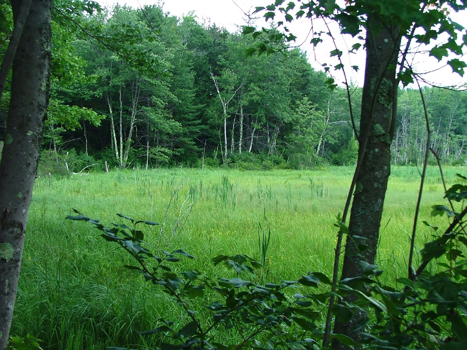 Dar State Forest