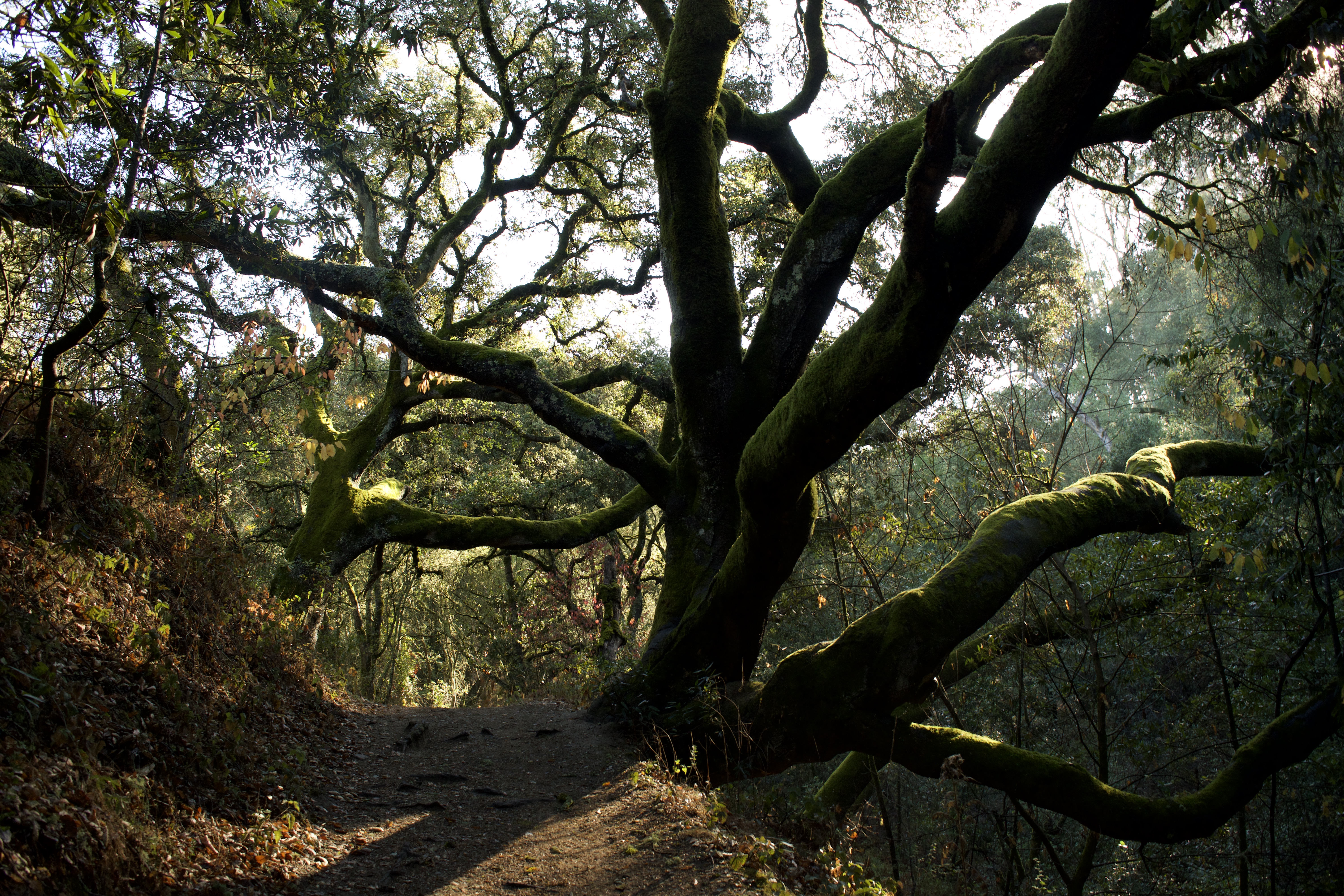 Sibley Volcanic Regional Preserve