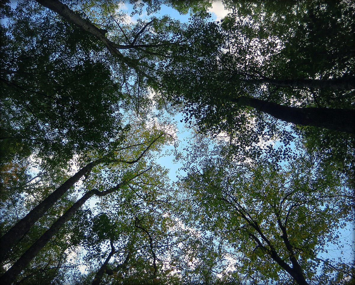 Bee Rock Campground
