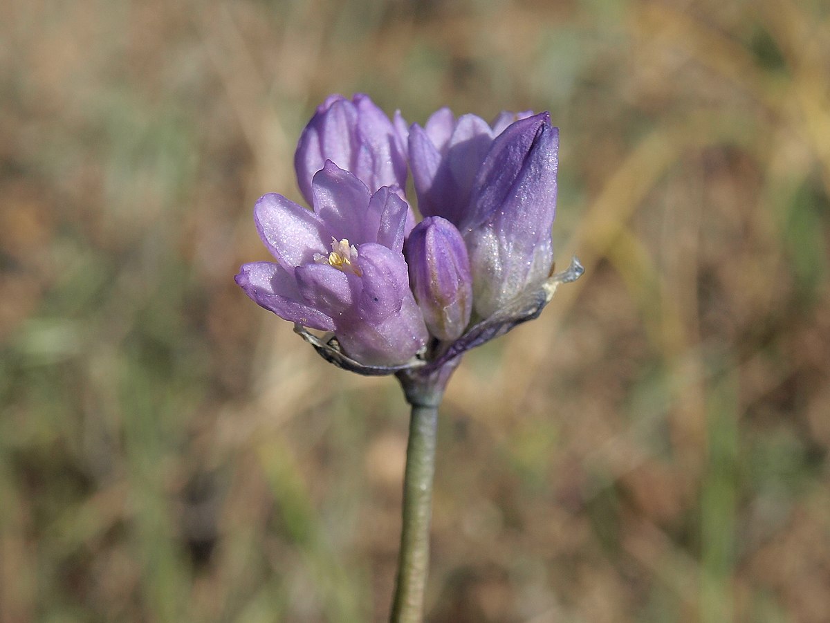 Wikimedia Commons