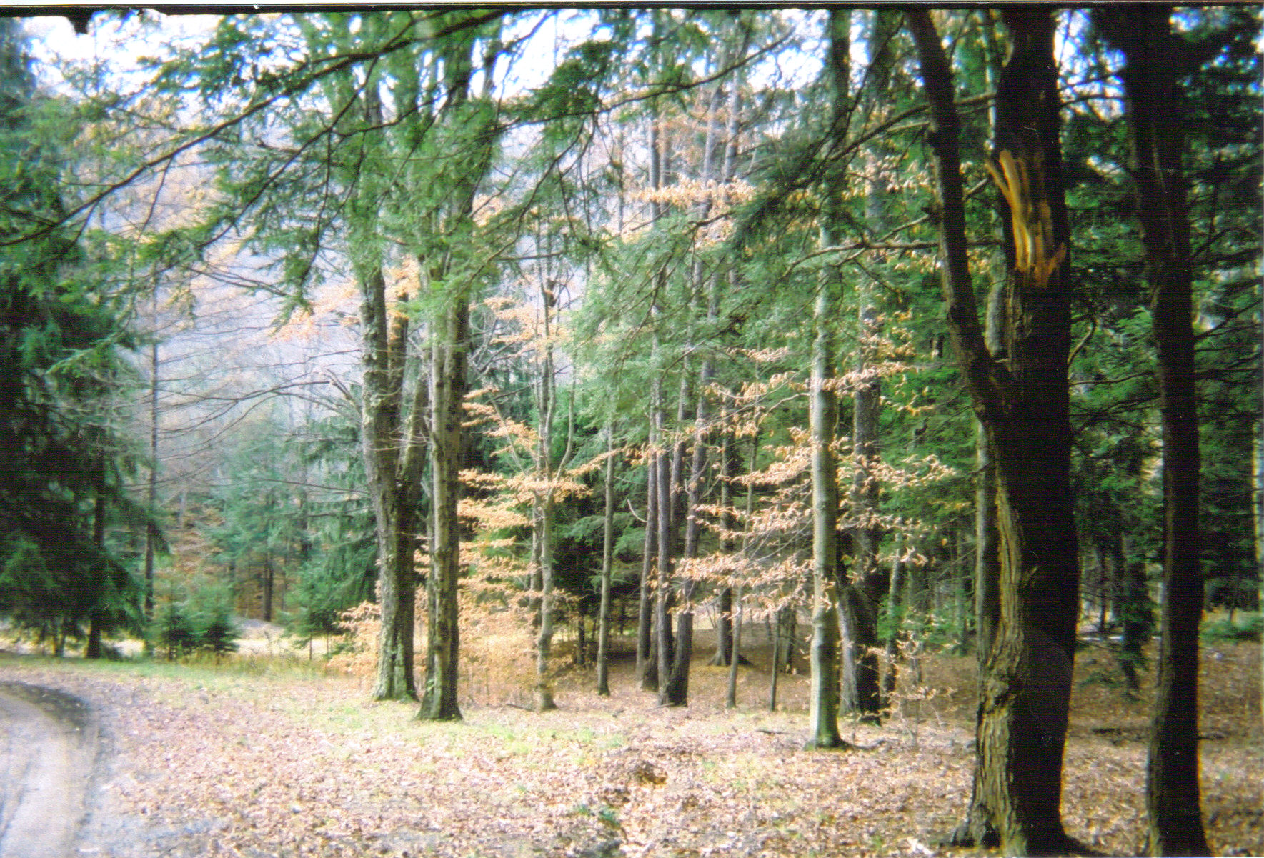 Lyman Run State Park