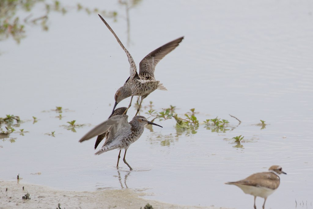 Estero Llano Grande State Park