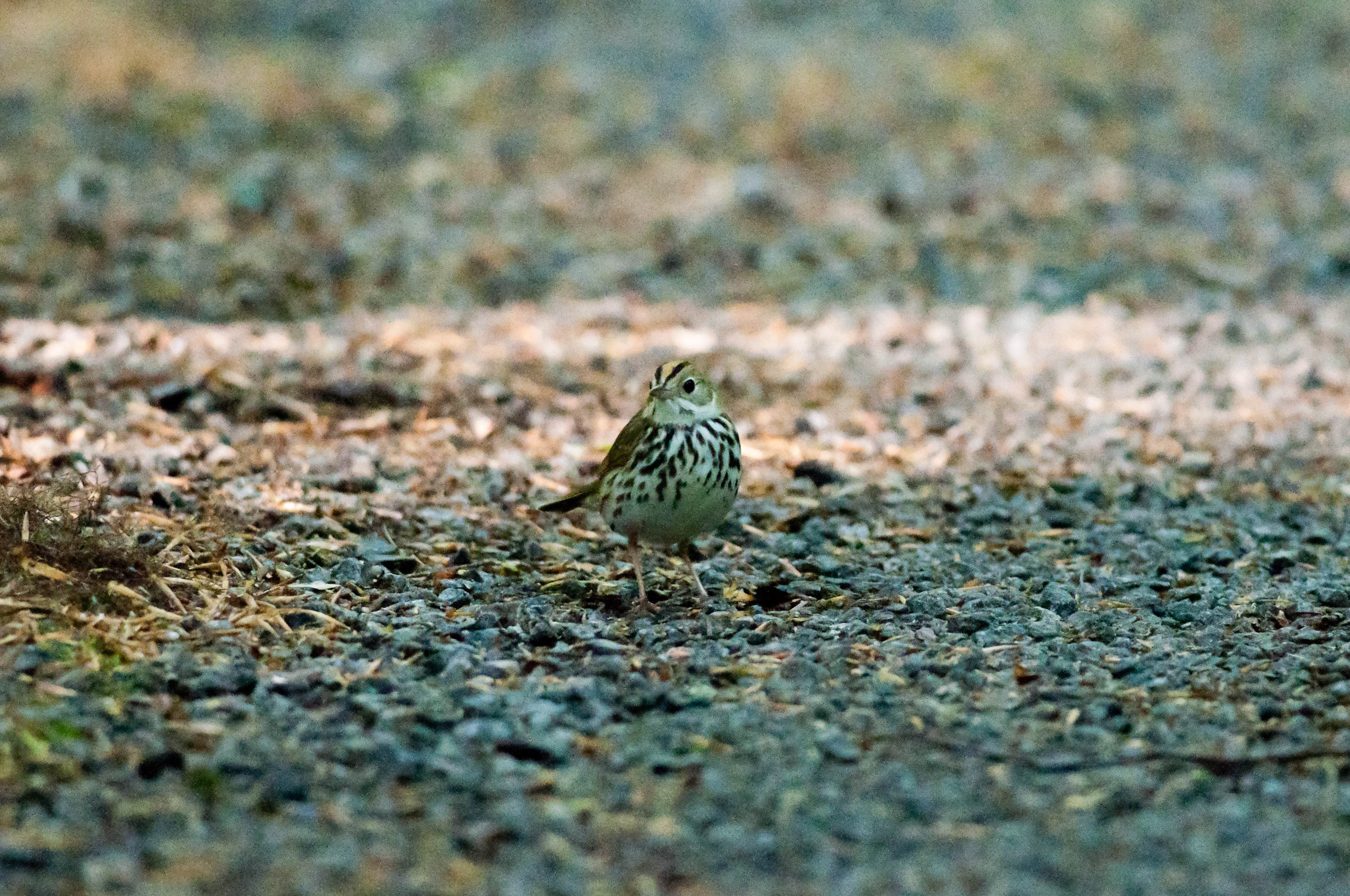 Wompatuck State Park